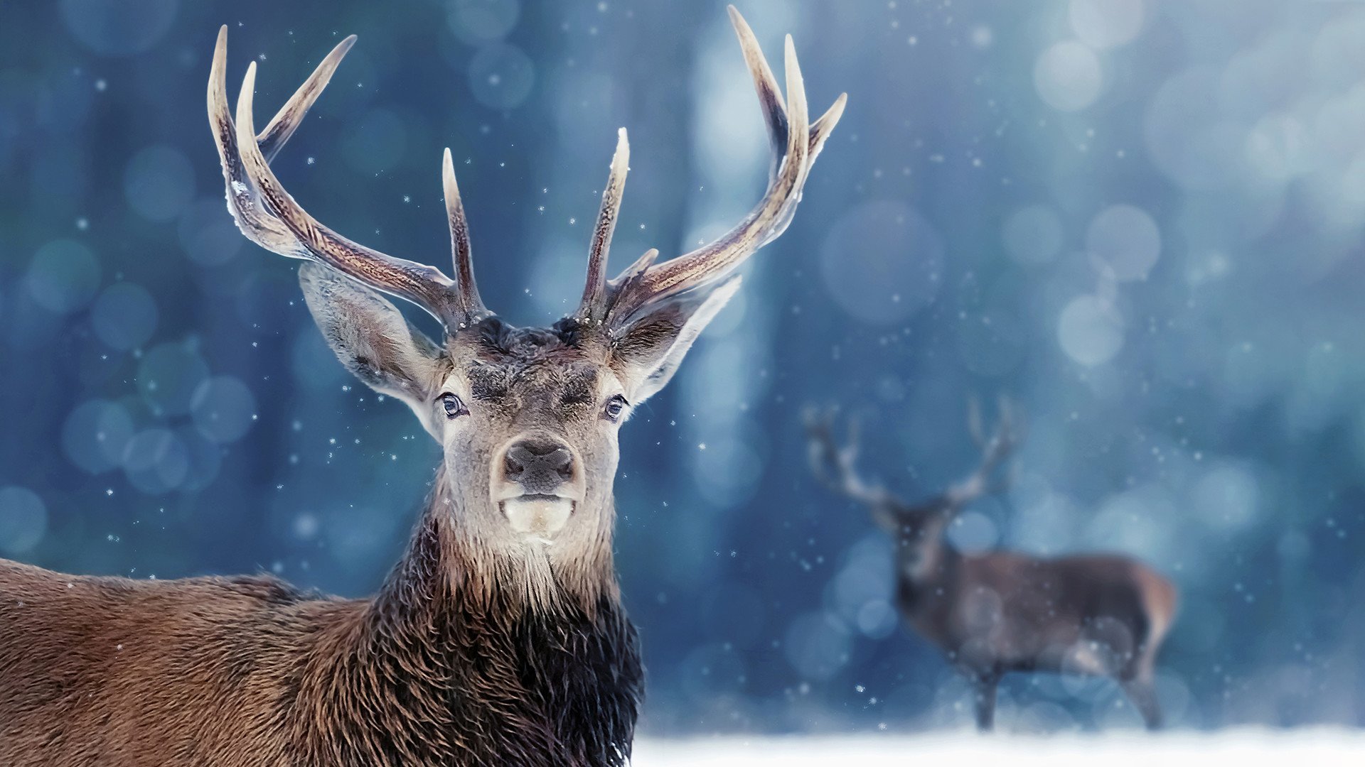 Den vida naturen: Djur i snö