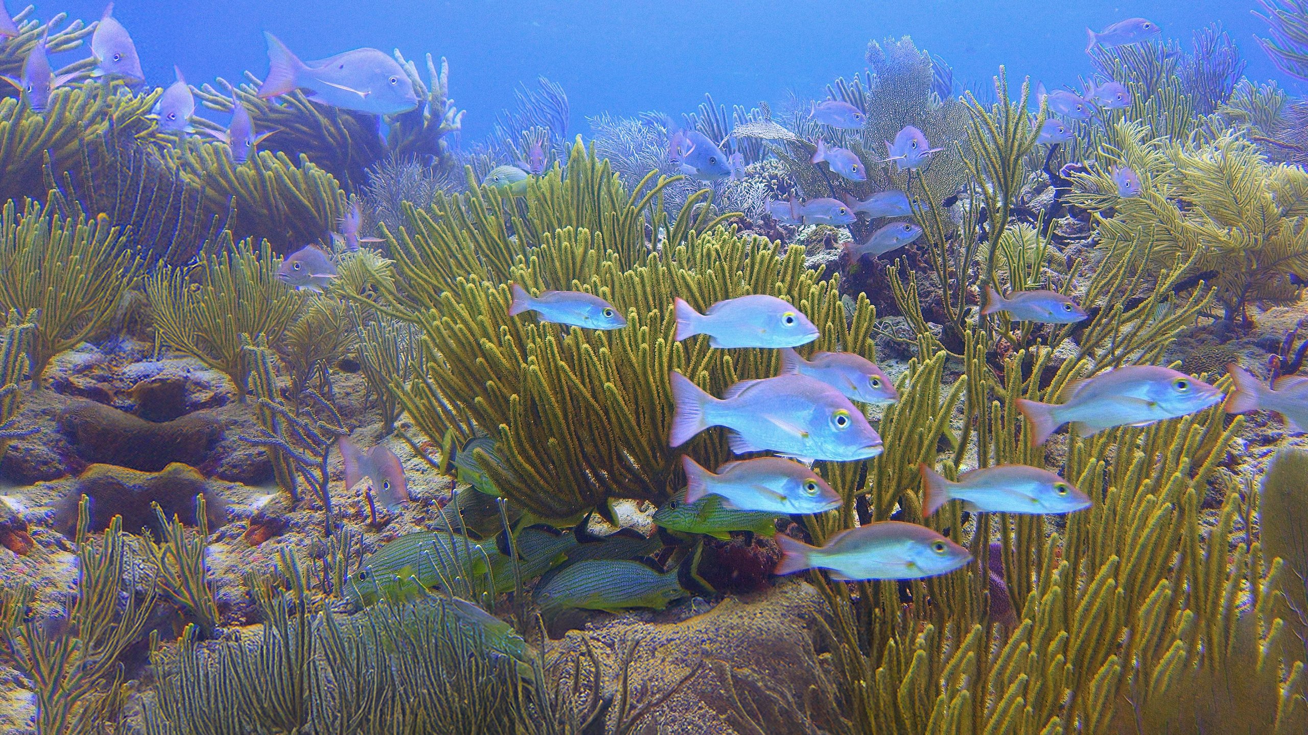 Great Barrier Reef
