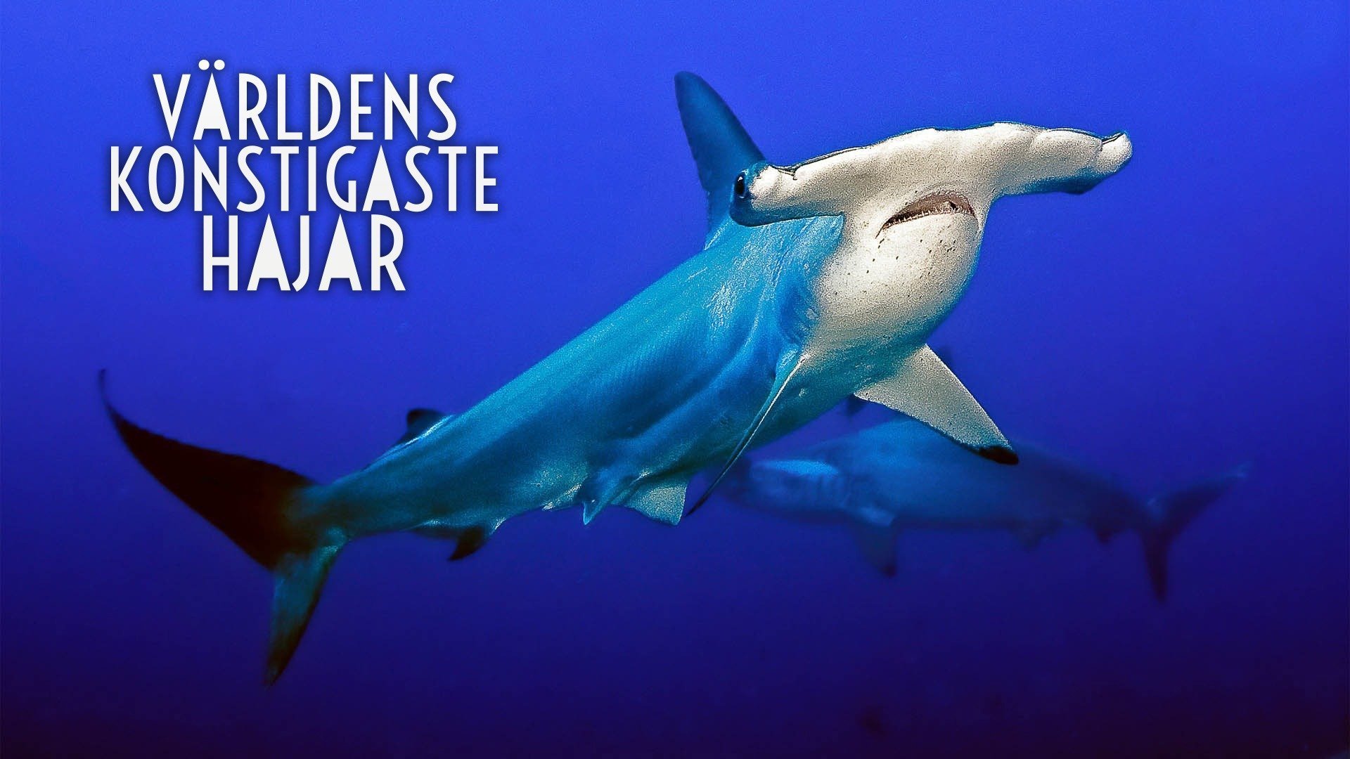 Världens konstigaste hajar