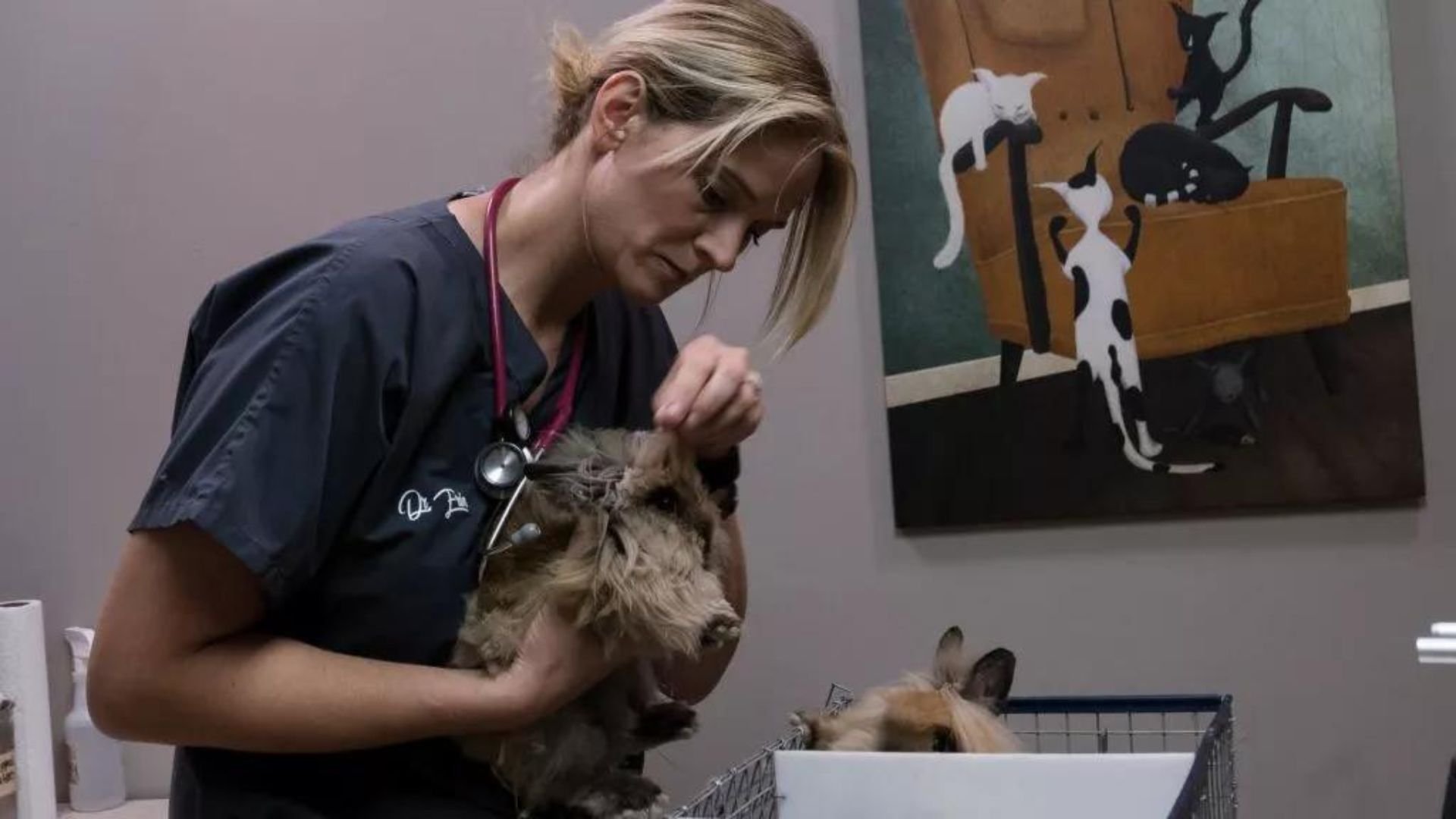 Inlandsveterinärerna, DVM: Valpdags! Samlingsavsnitt