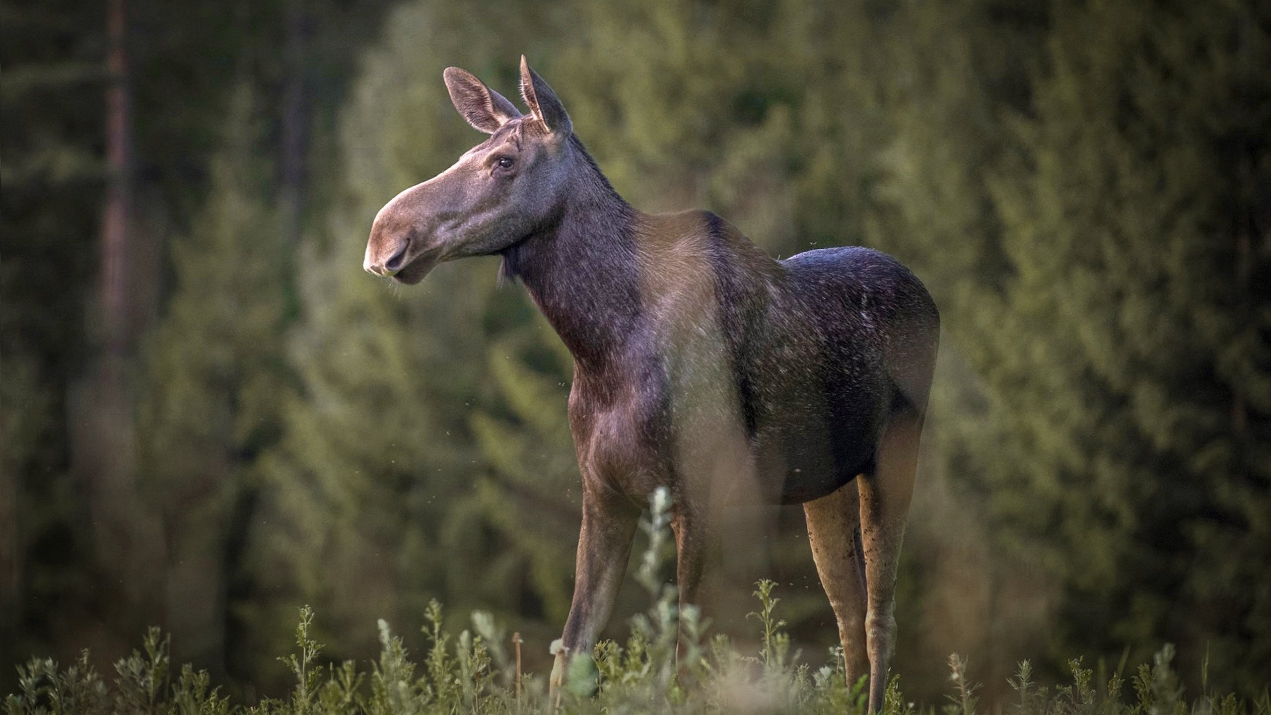 Den stora älgvandringen