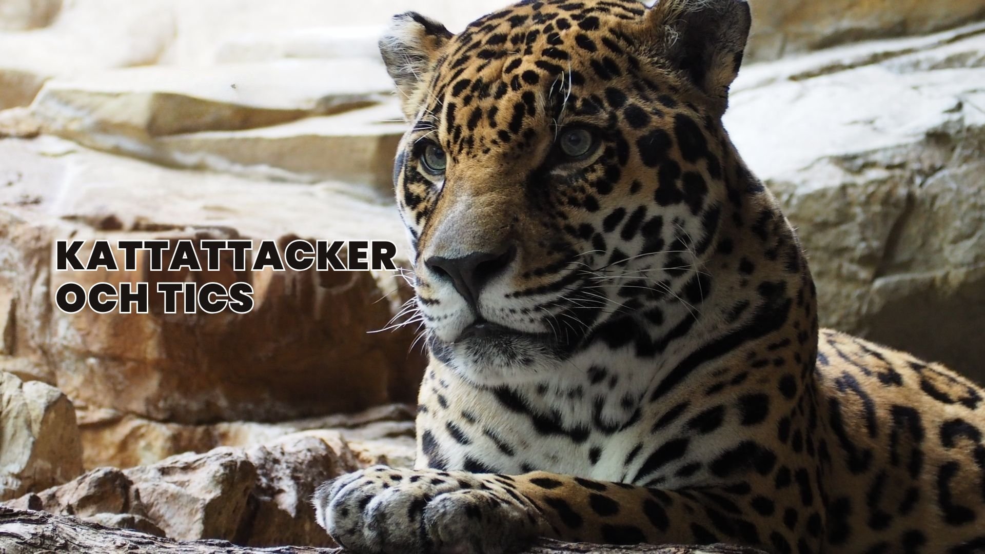 Kattattacker och tics