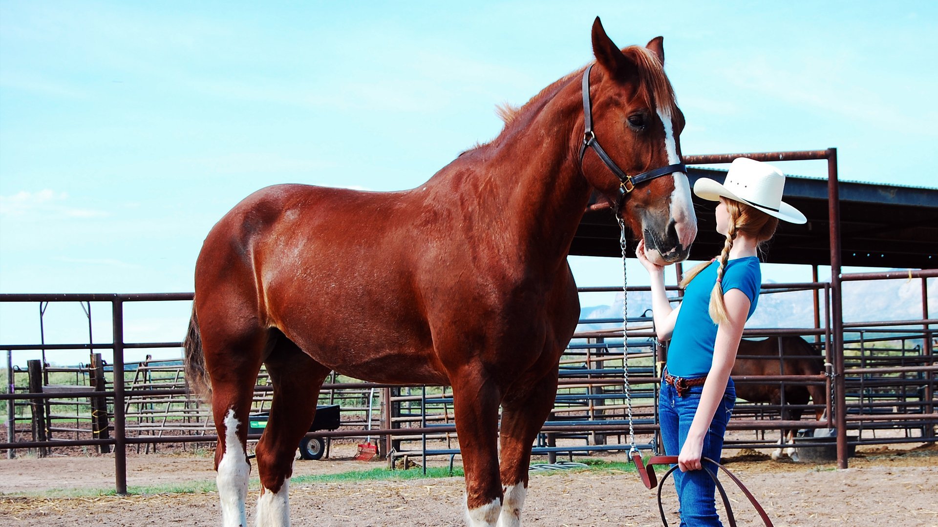 A Horse Story