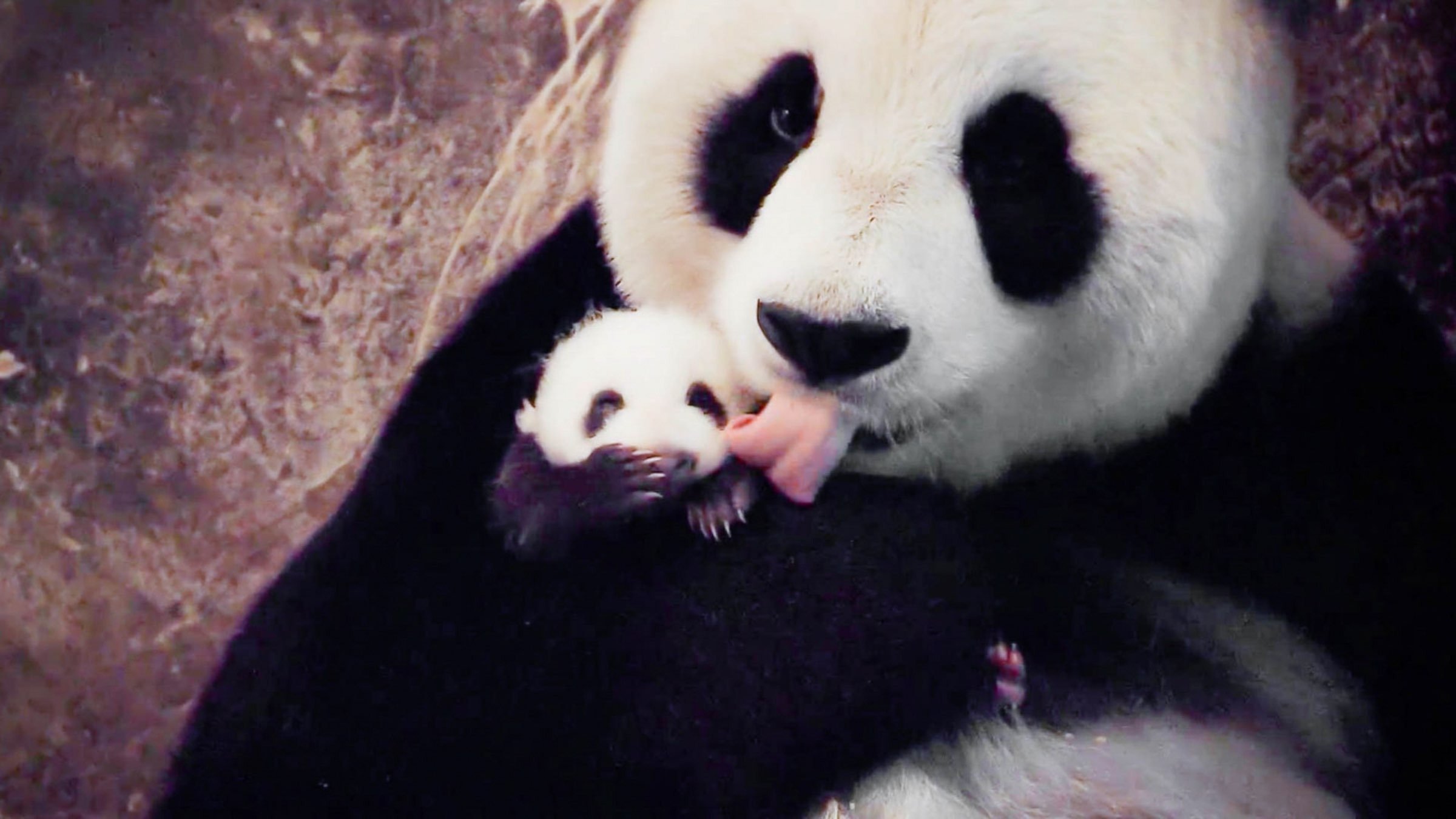 1. Welcome to Wolong