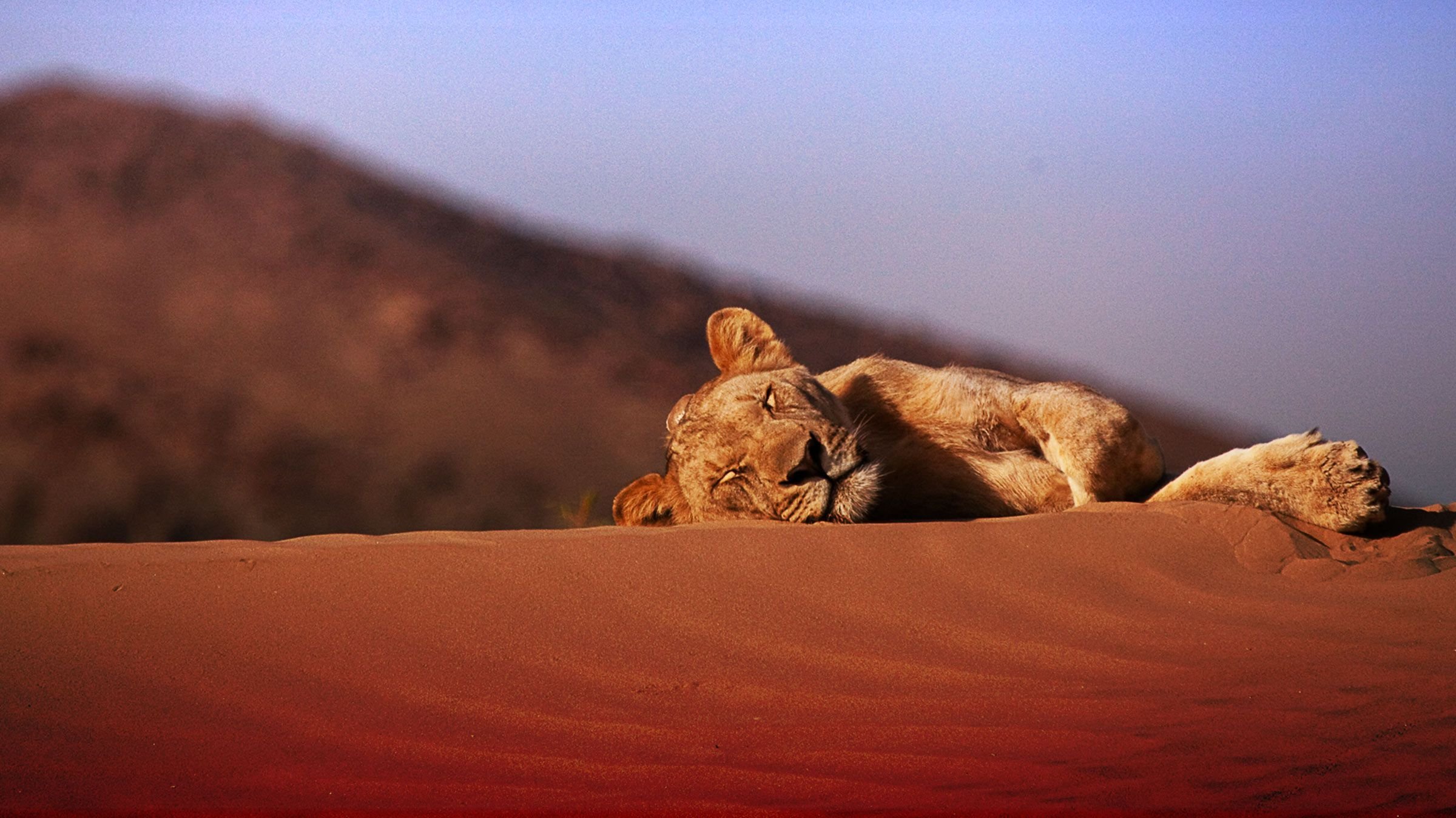 Ökenlejonen i Namib
