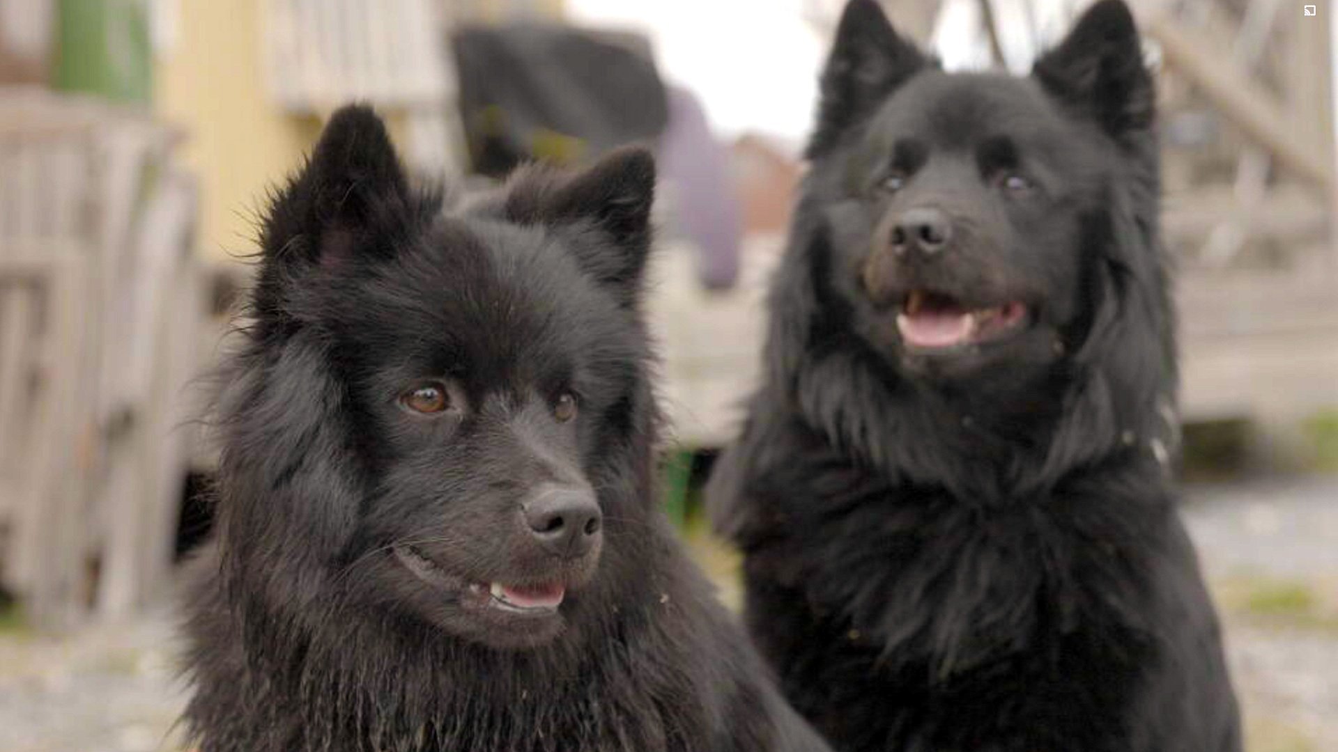 5. Svensk lapphund