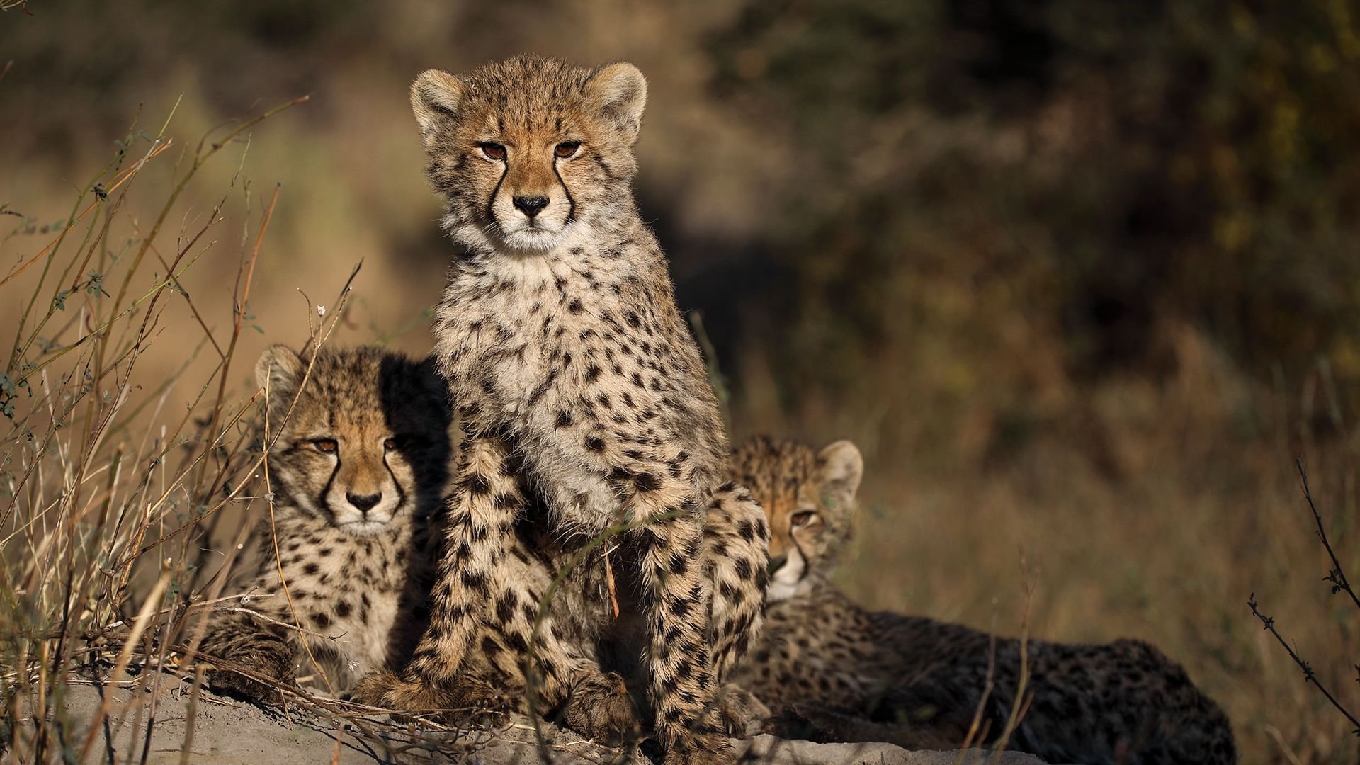 1. Mörkrets gryning