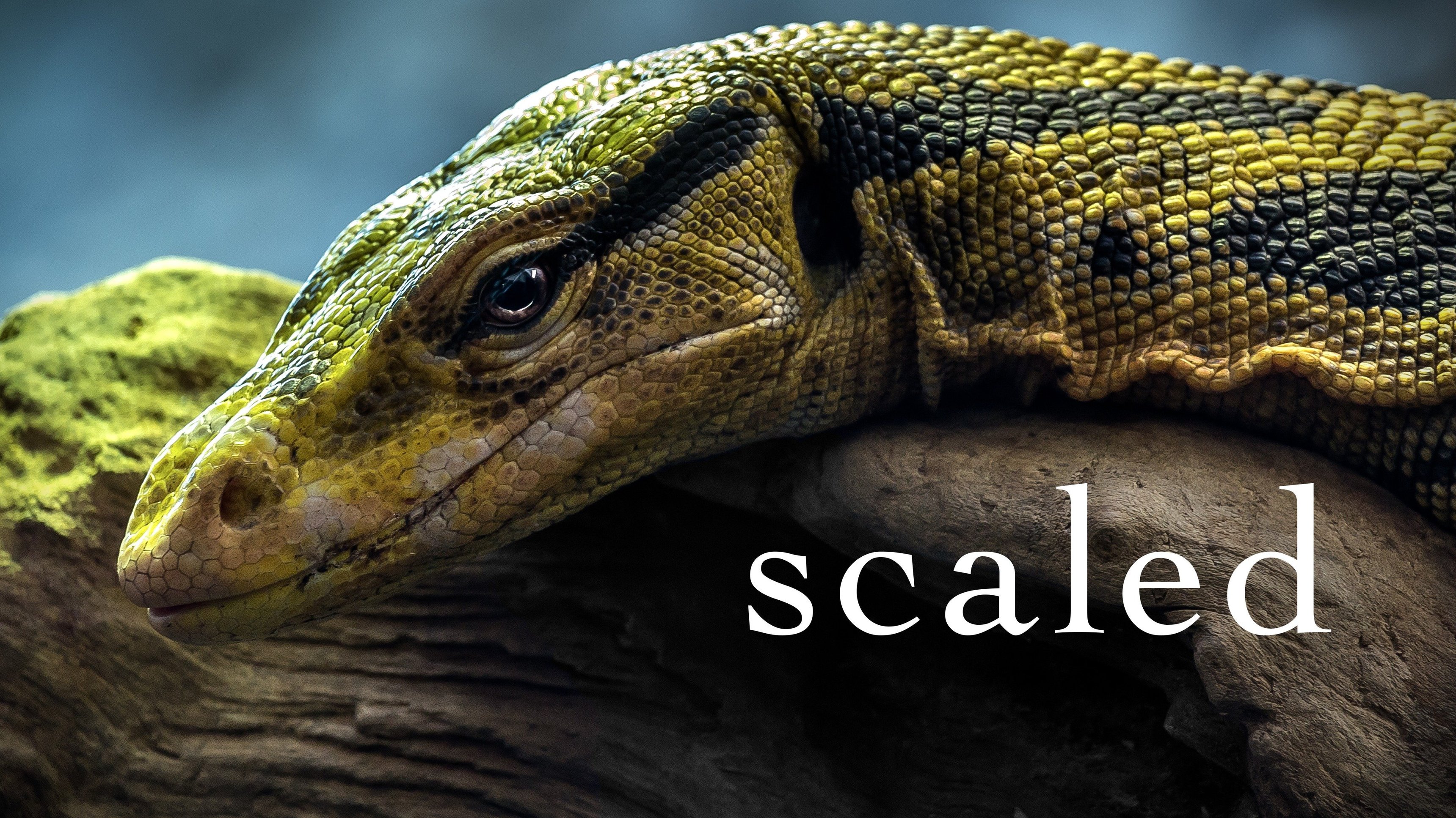 Scaled