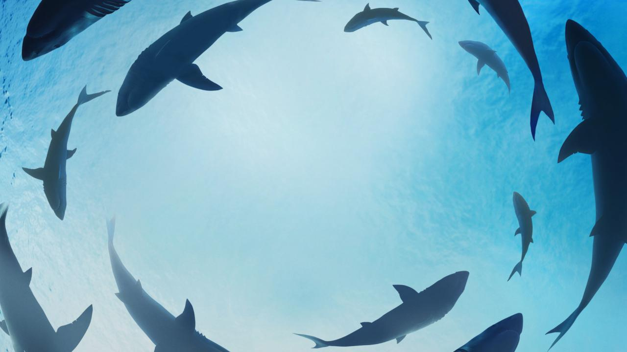SharkFest
