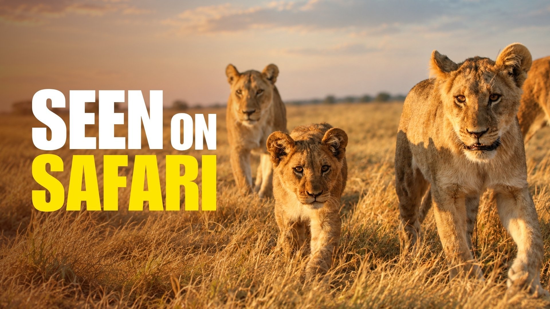 Seen on Safari