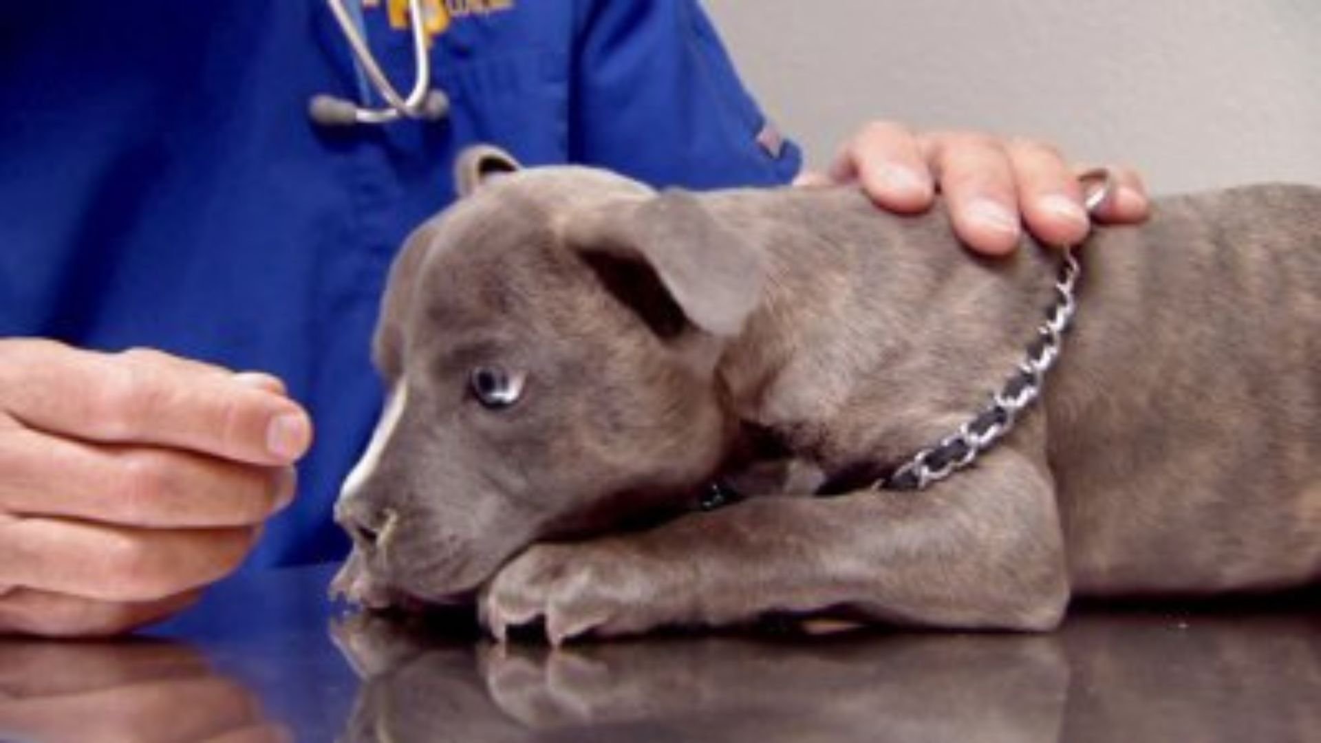 Dr. Jeff: Rocky Mountain Vet