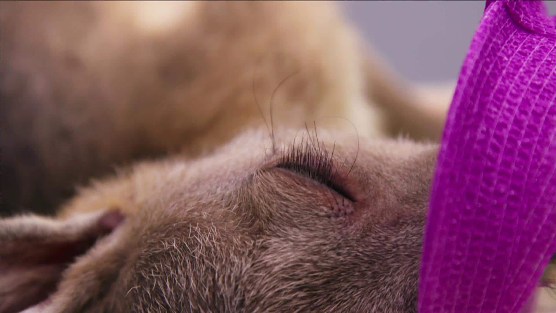 7. Grå jättekängurun Sandy