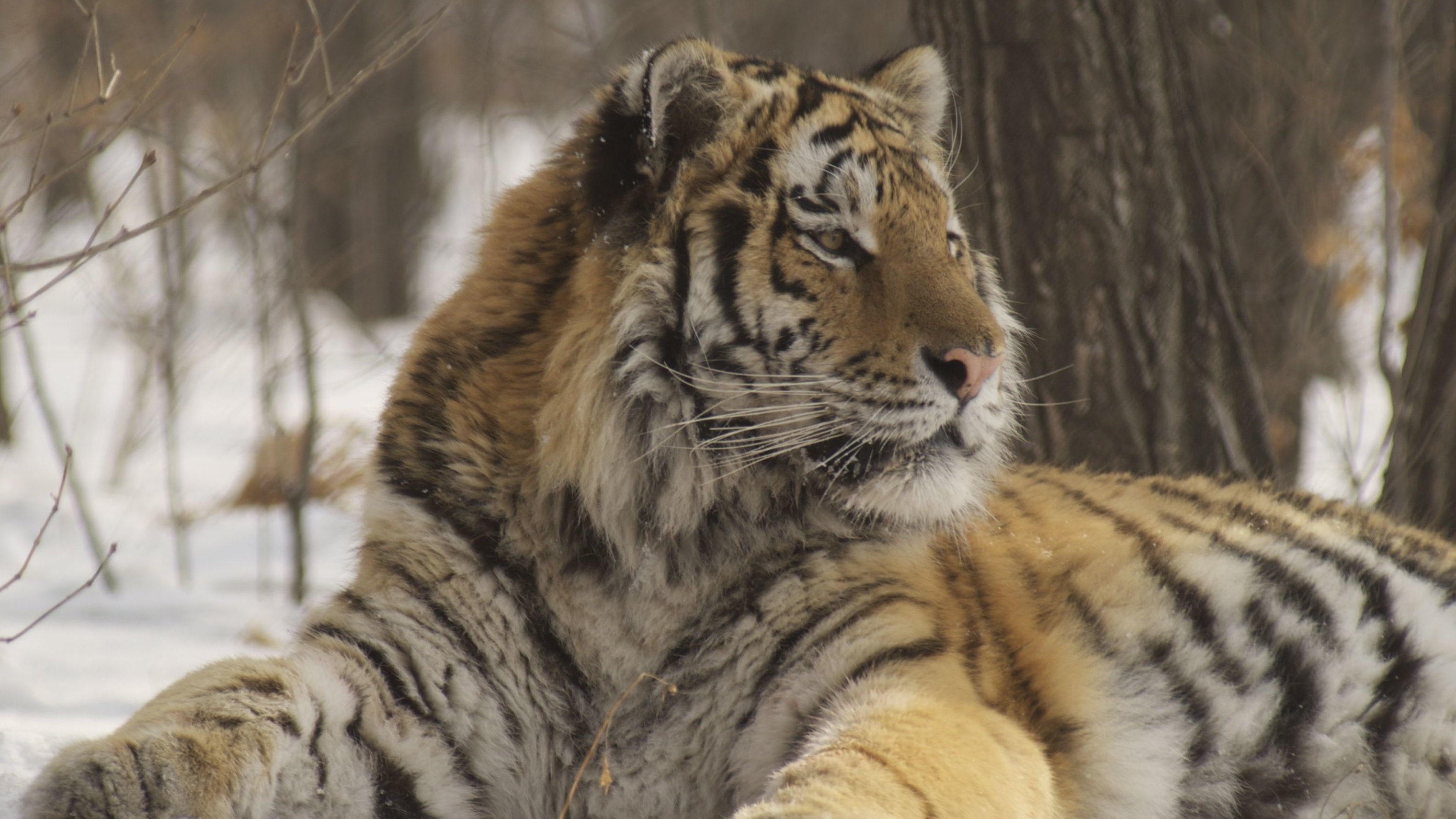 Amba the Russian Tiger