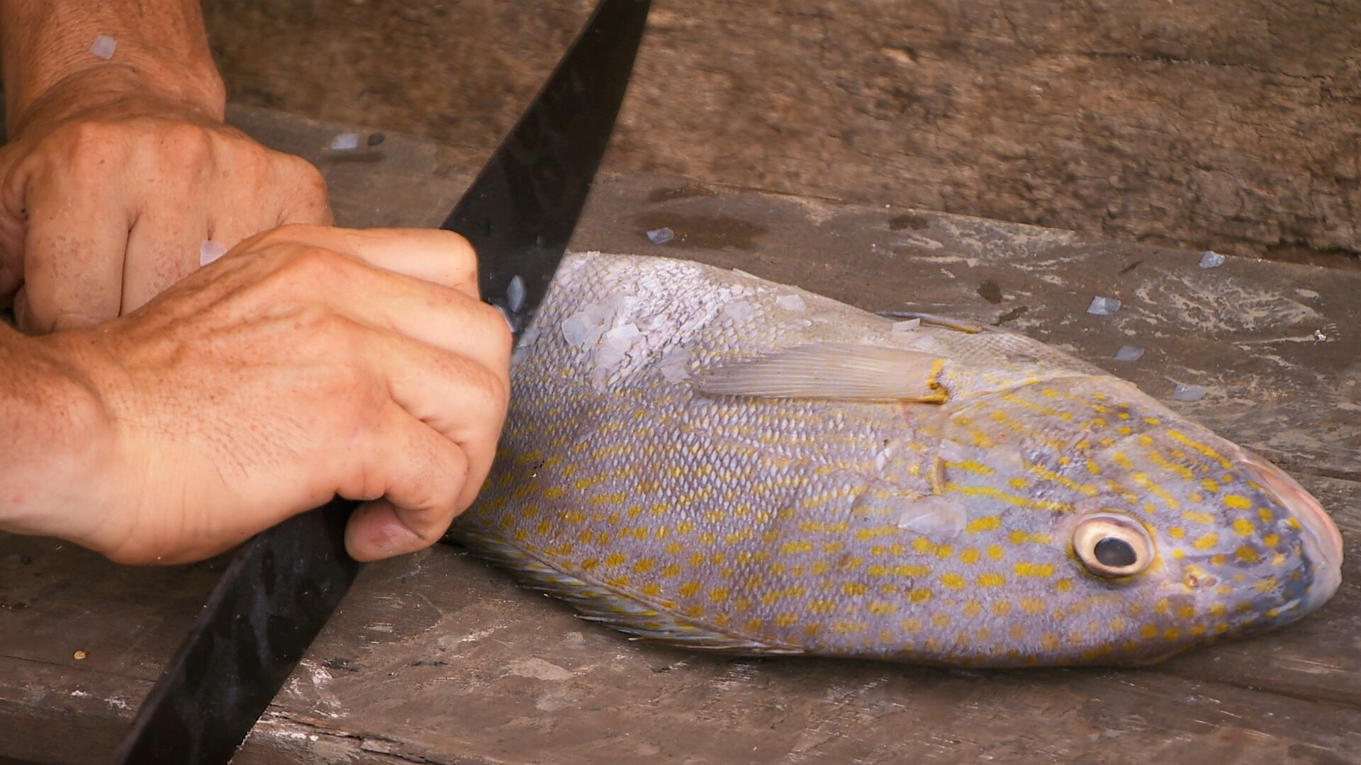14. Aldrig gråtit för en fisk
