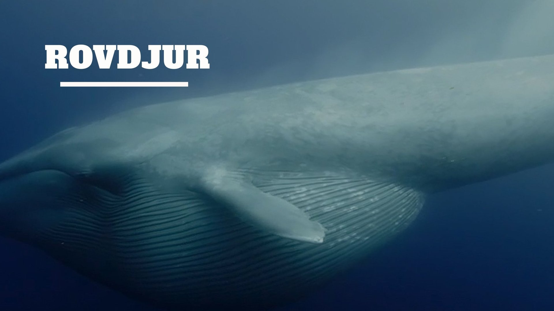 Rovdjur