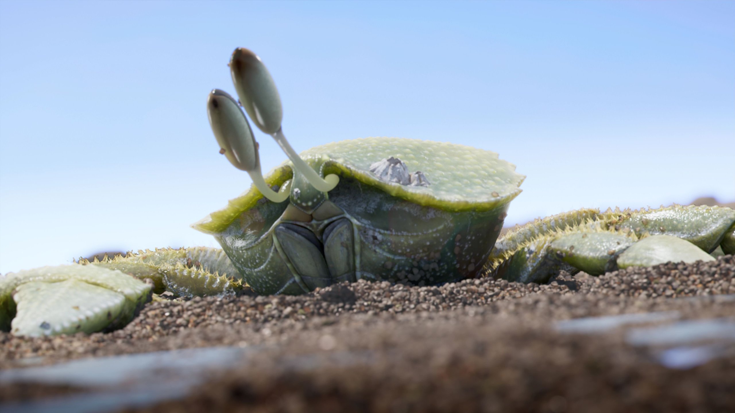 Coquille