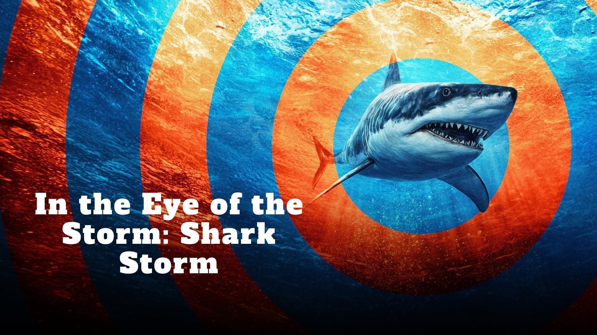 In the Eye of the Storm: Shark Storm