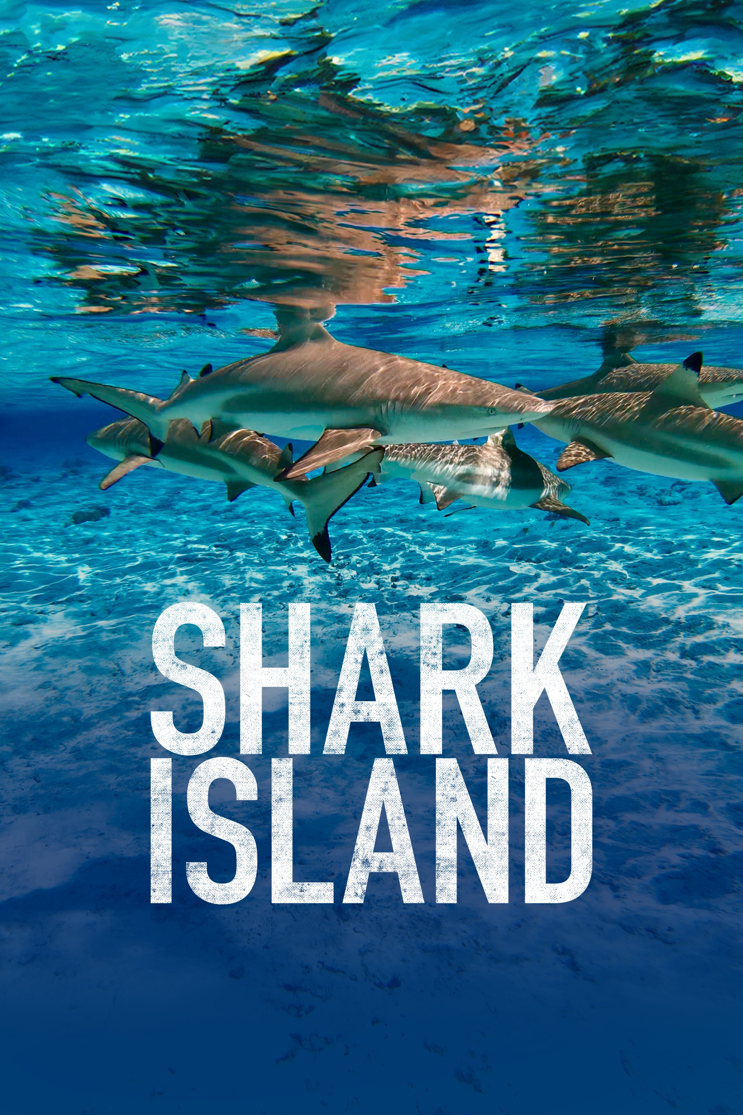 Shark Island