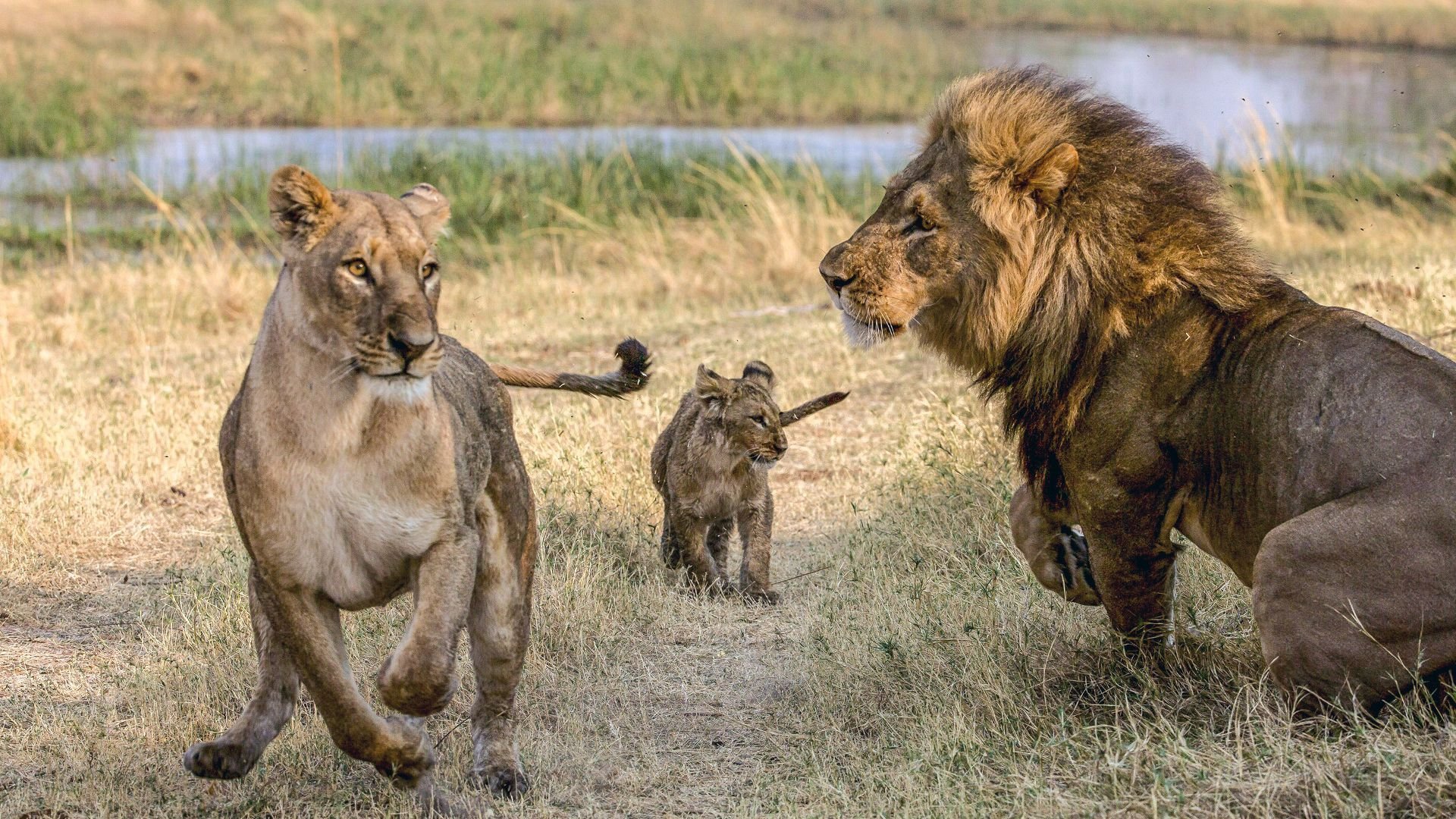 En stolthets födelse