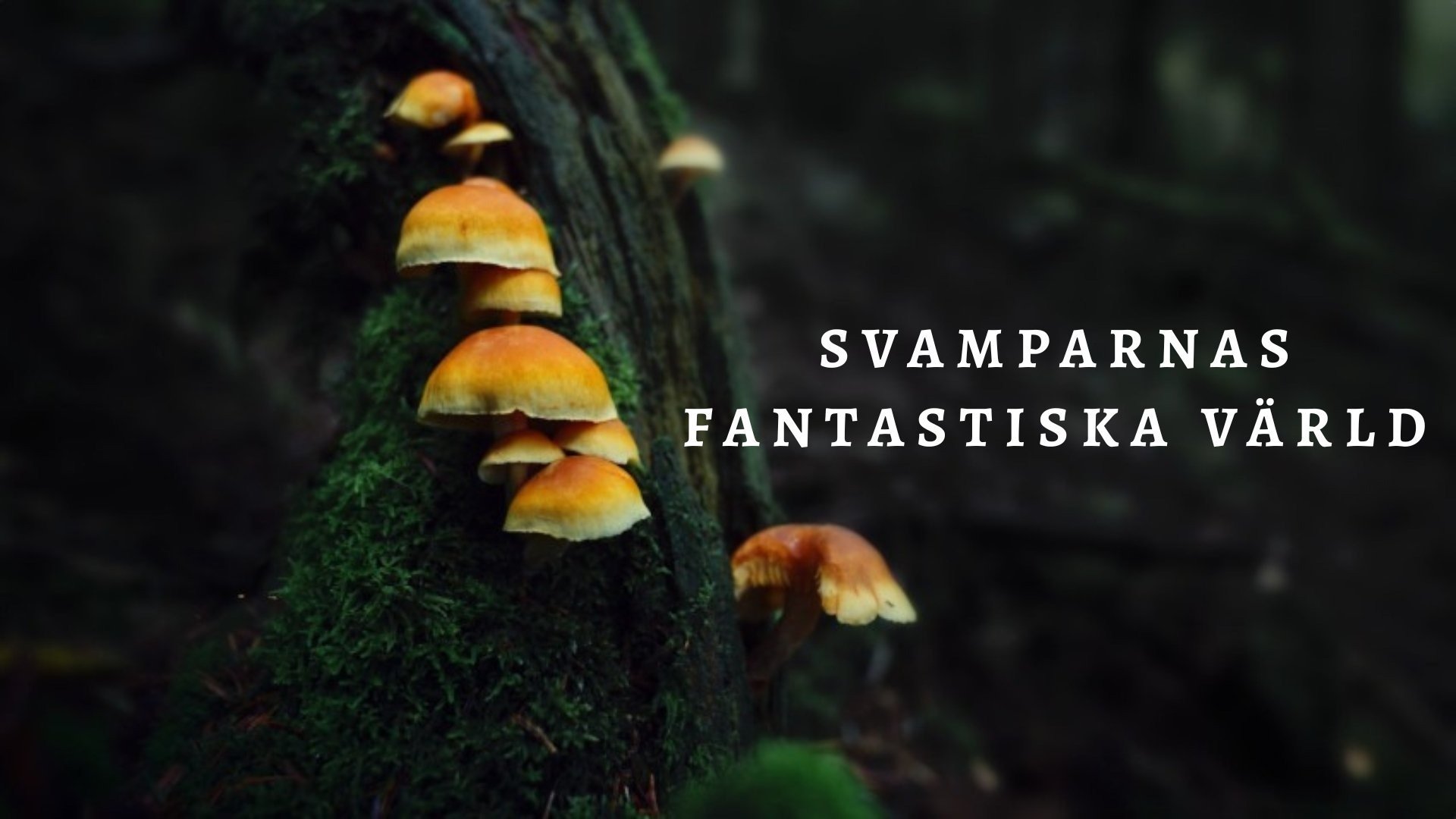 Svamparnas fantastiska värld