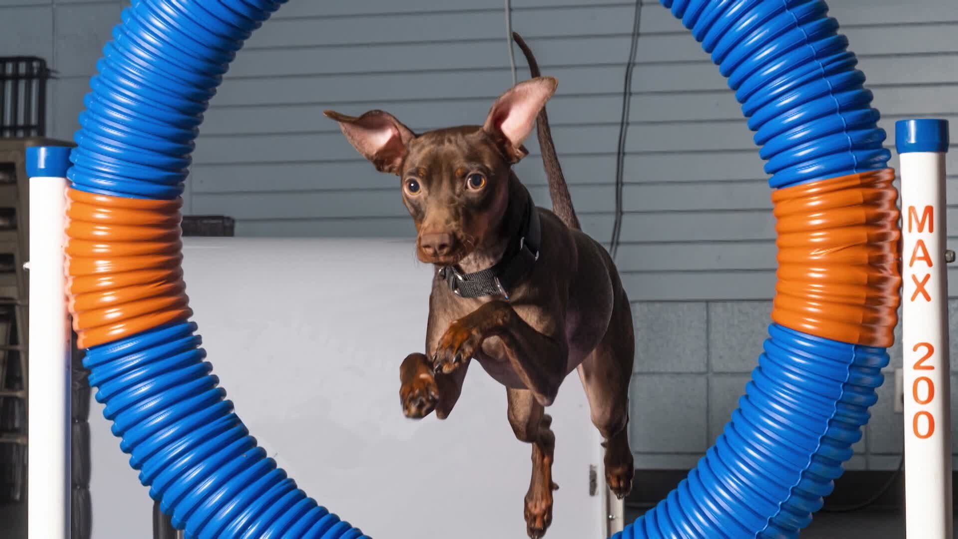 19. Pups with Pep