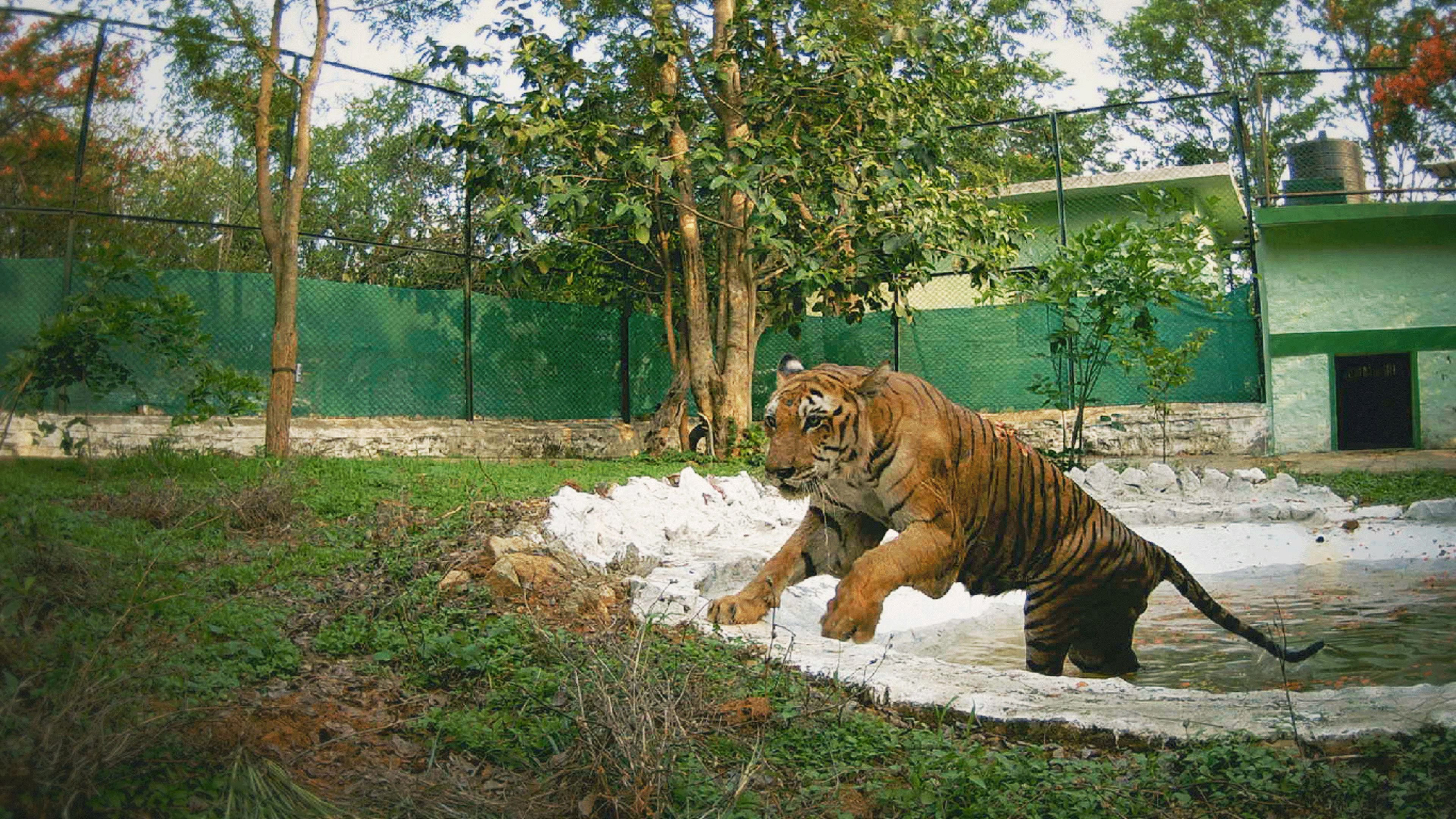 5. En tigers berättelse