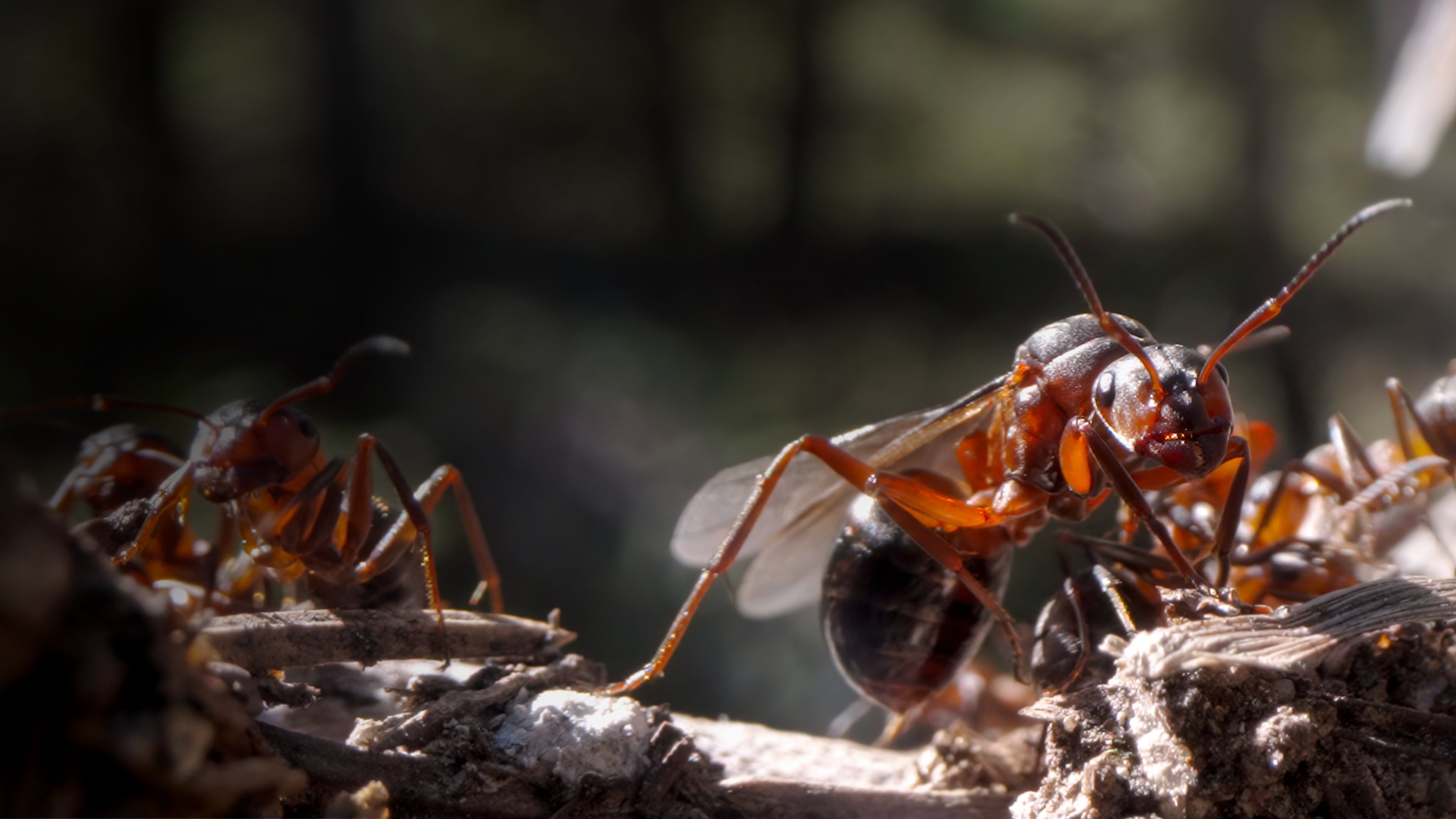 Barrskogens drottning