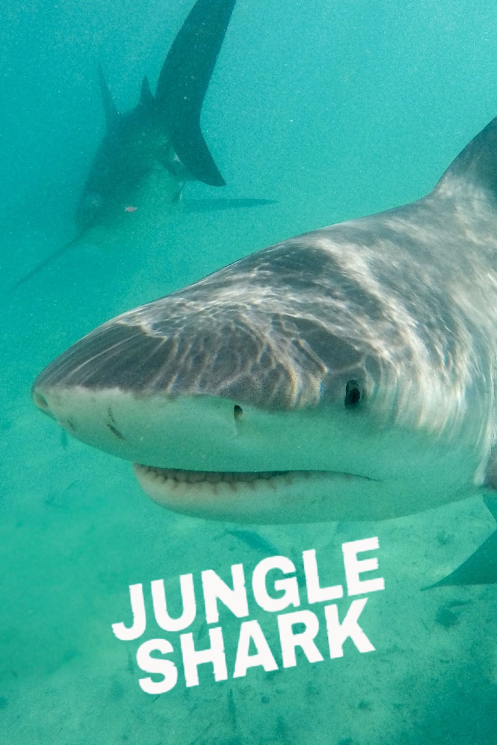 Jungle Shark