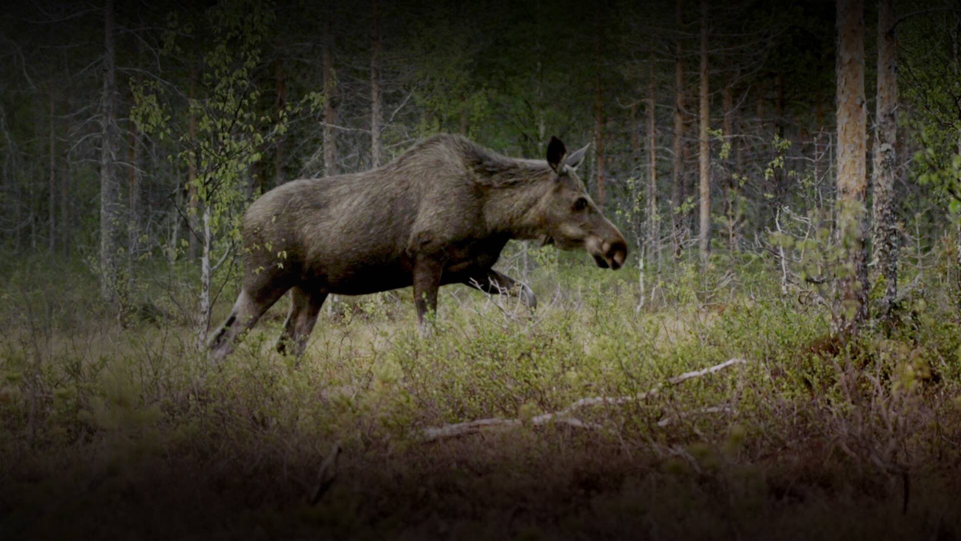 5. Älgen