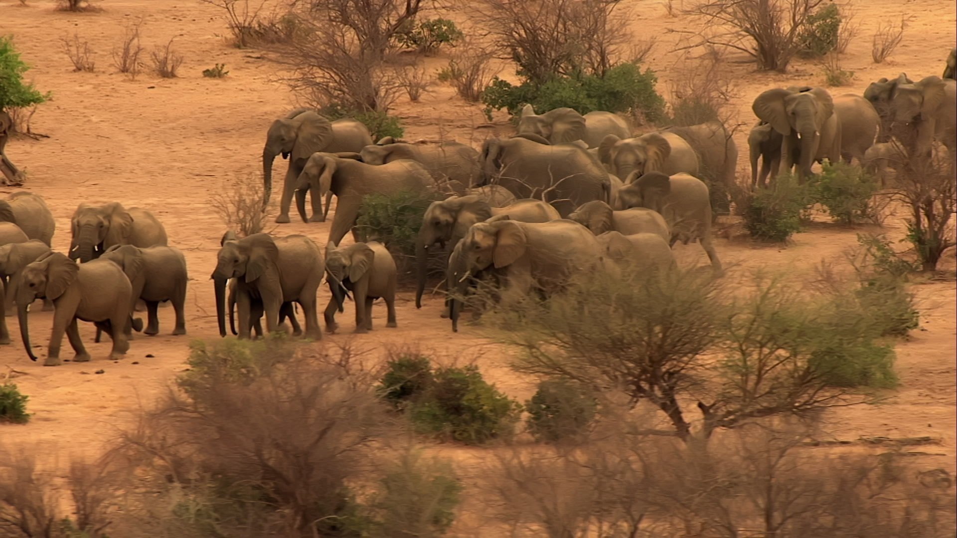 Elephant Planet
