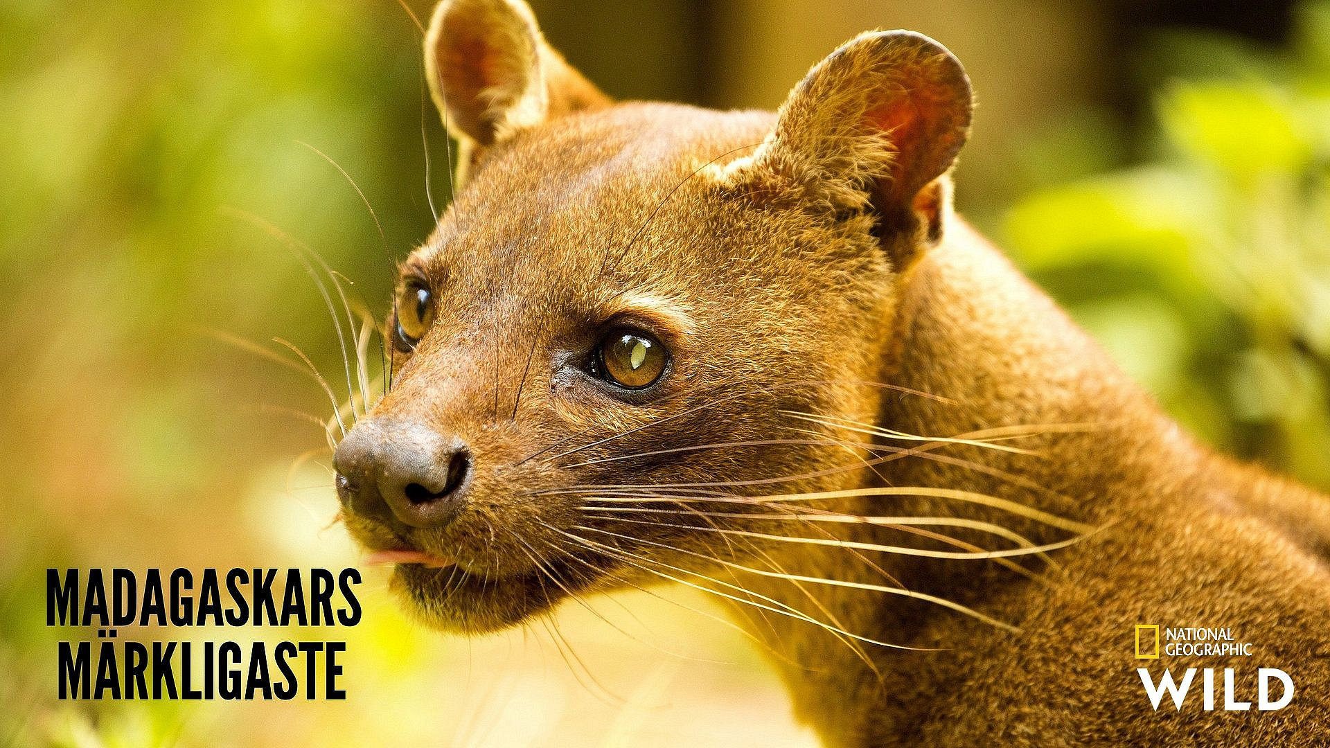 Madagaskars märkligaste