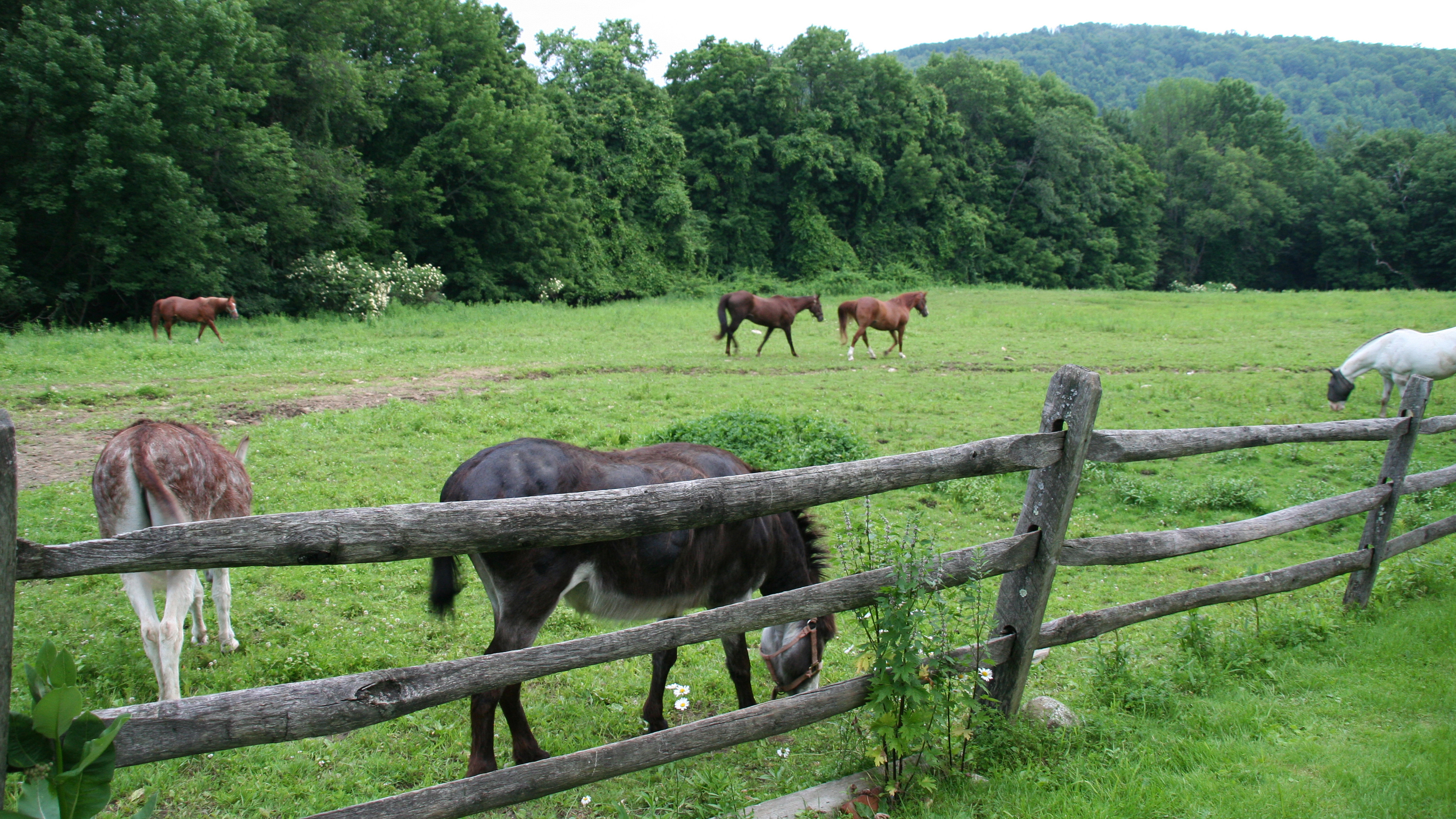 1. Terror at Maple Dale Farm