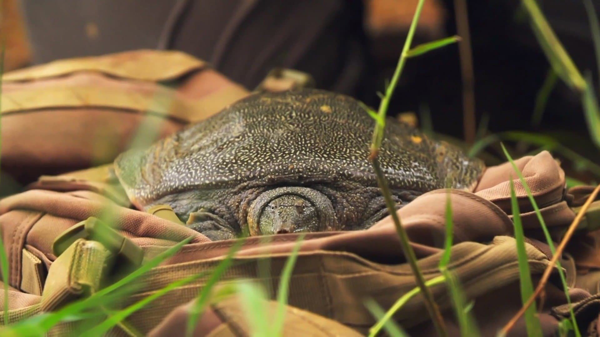 6. The Hidden Turtle Of Vietnam