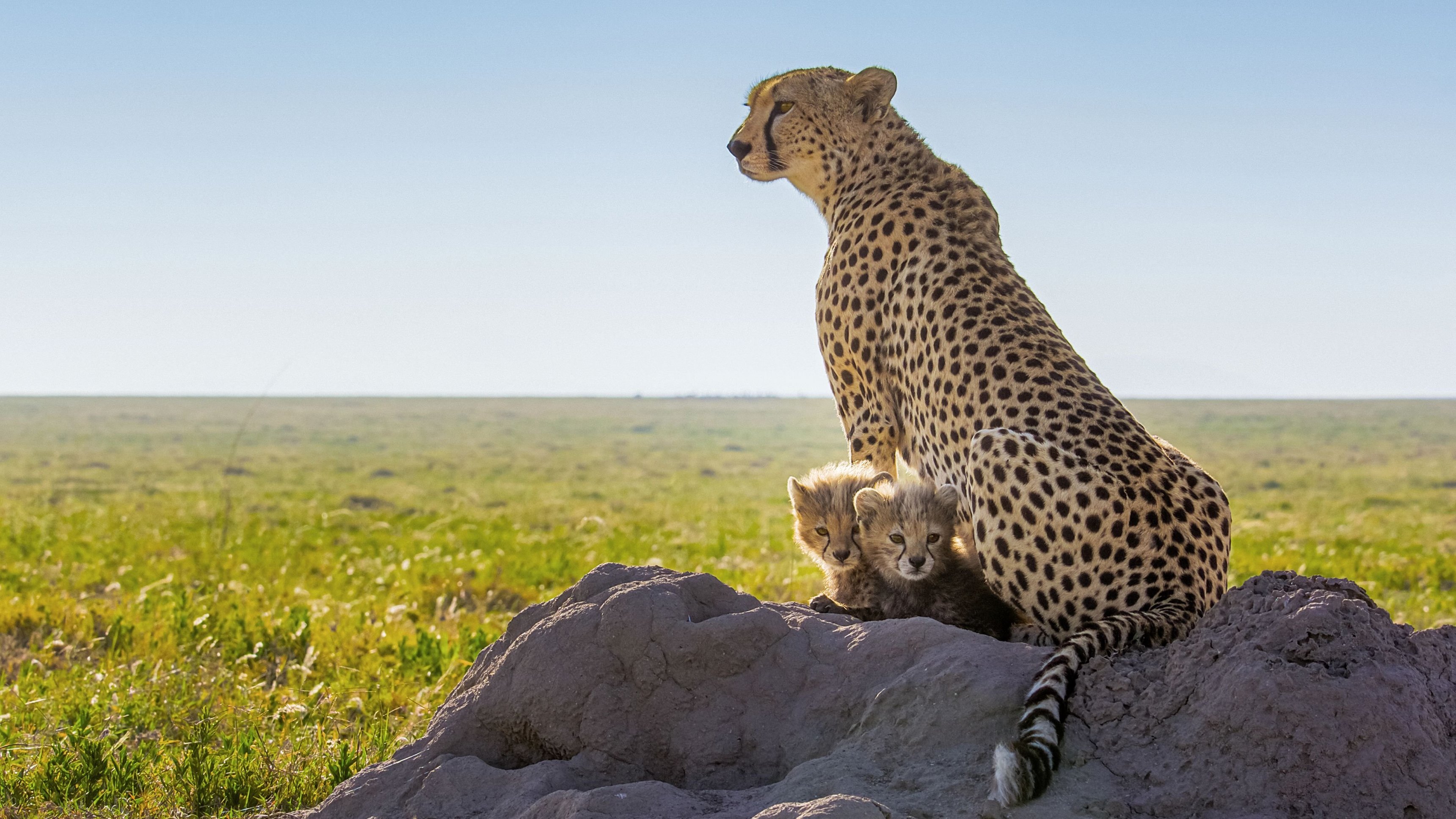 Cheetahs Up Close with Bertie Gregory