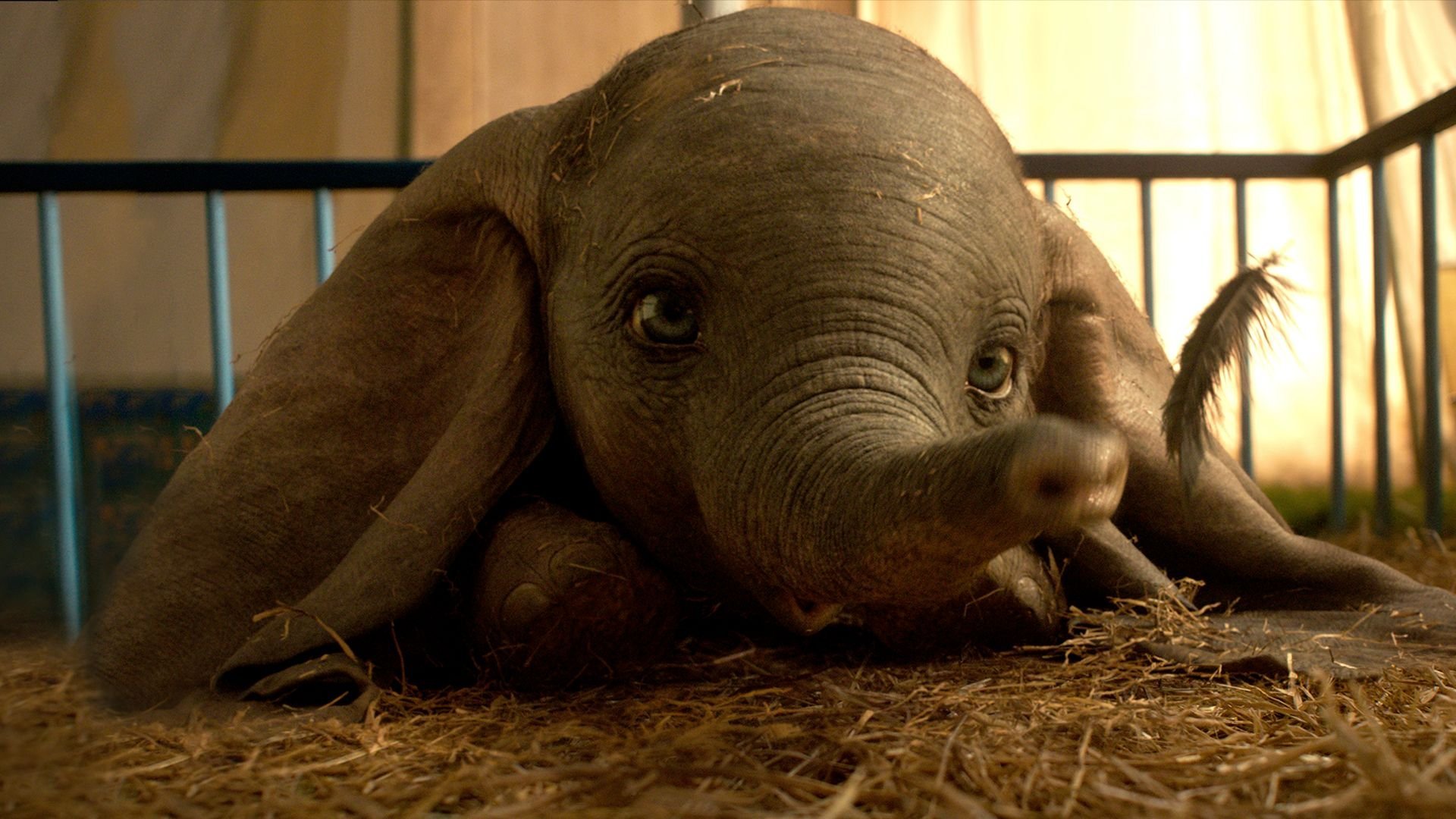 Dumbo