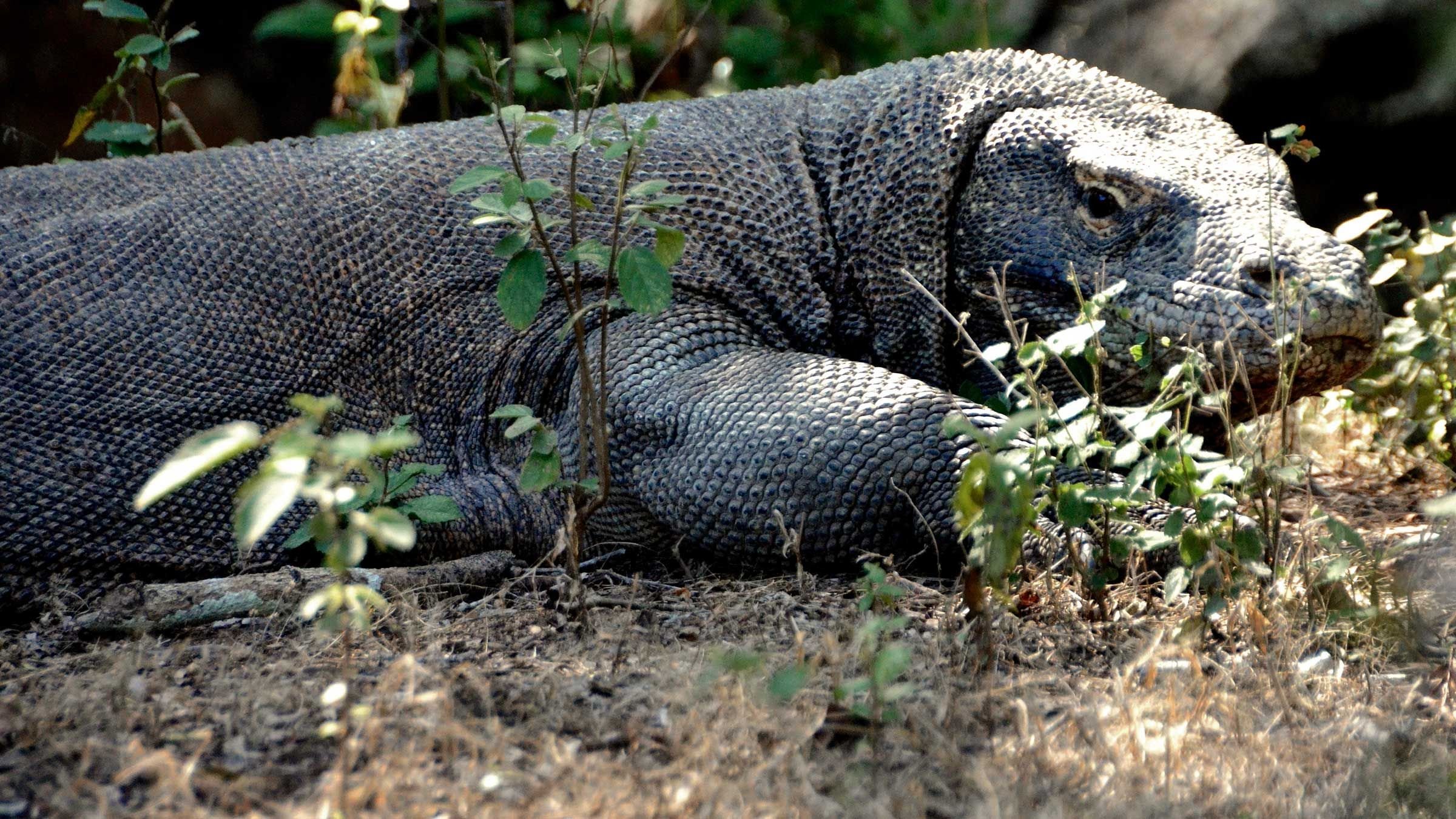 Komododrakarna