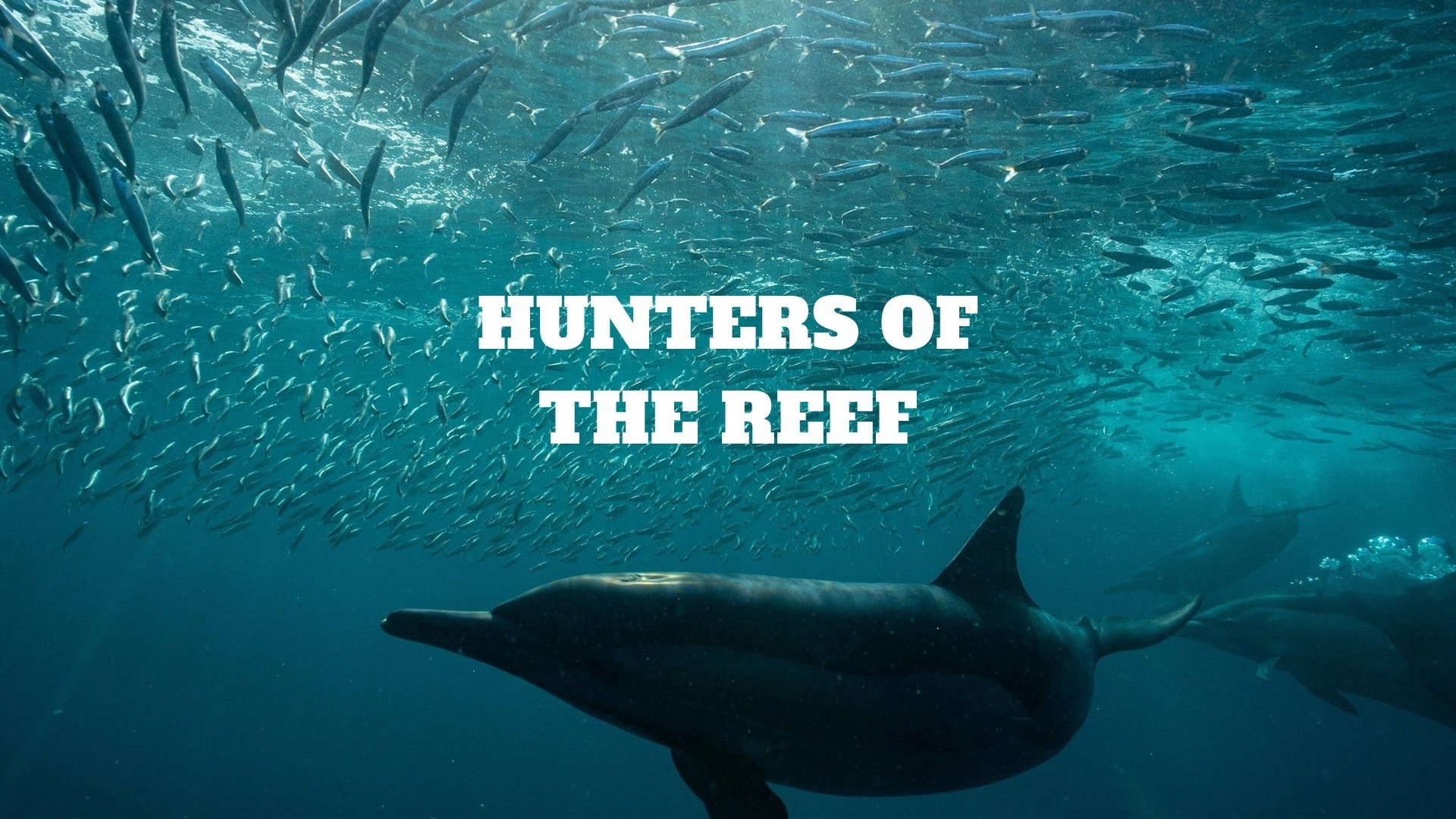 Hunters of the Reef