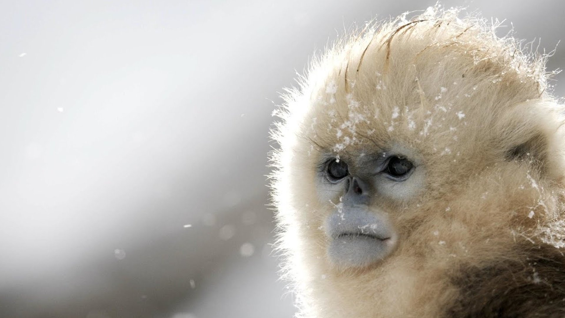 1. Golden Monkeys: Braving the Impossible