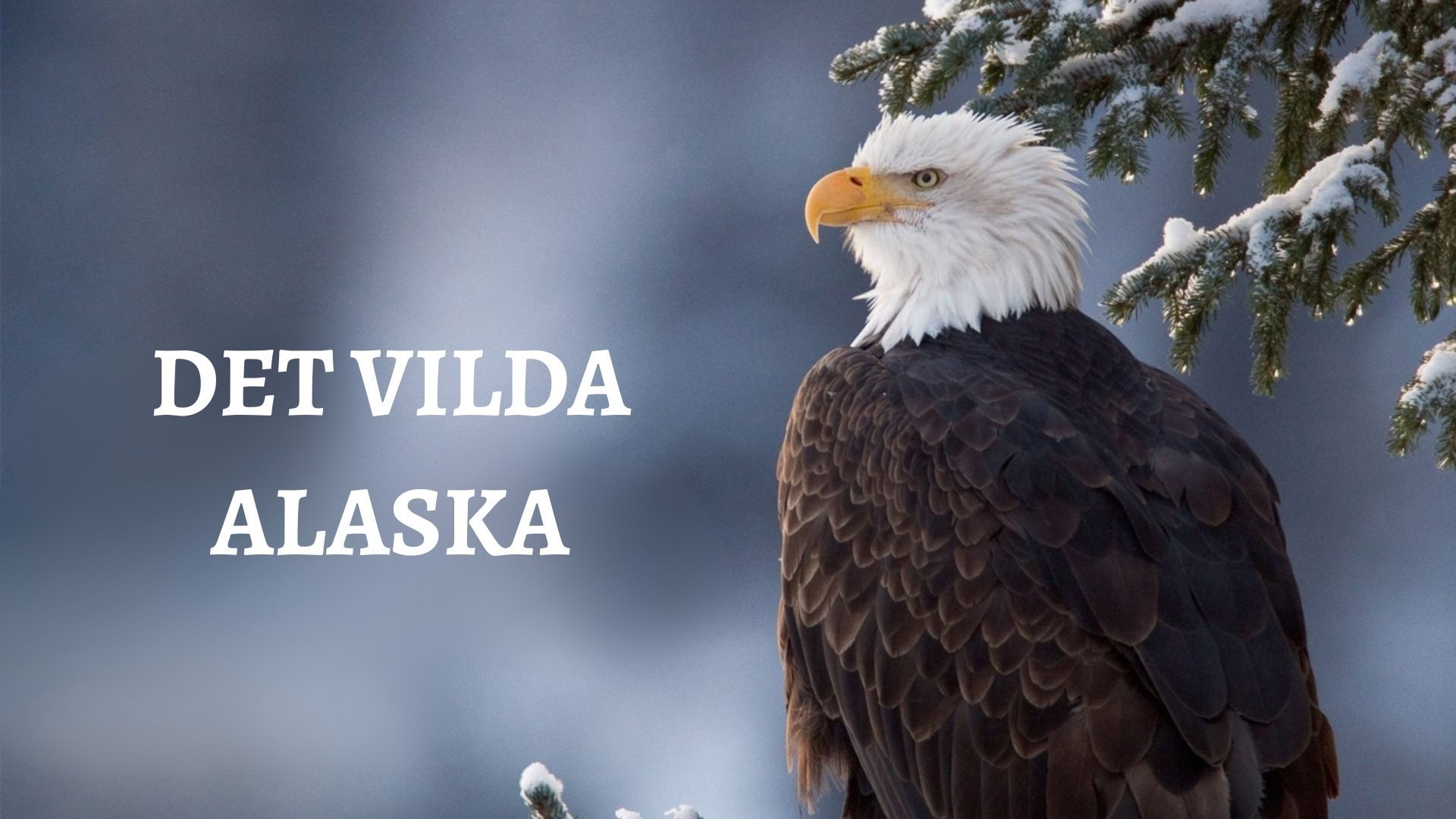 Det vilda Alaska