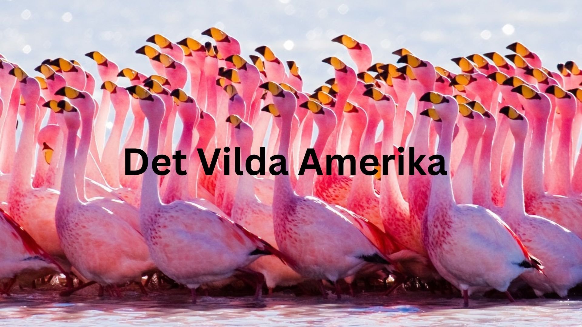 Det vilda Amerika