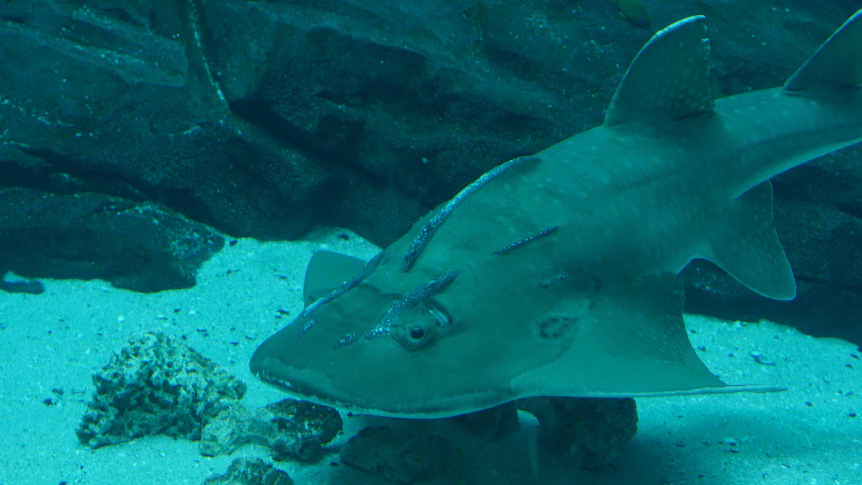 5. Big Momma's Surprise