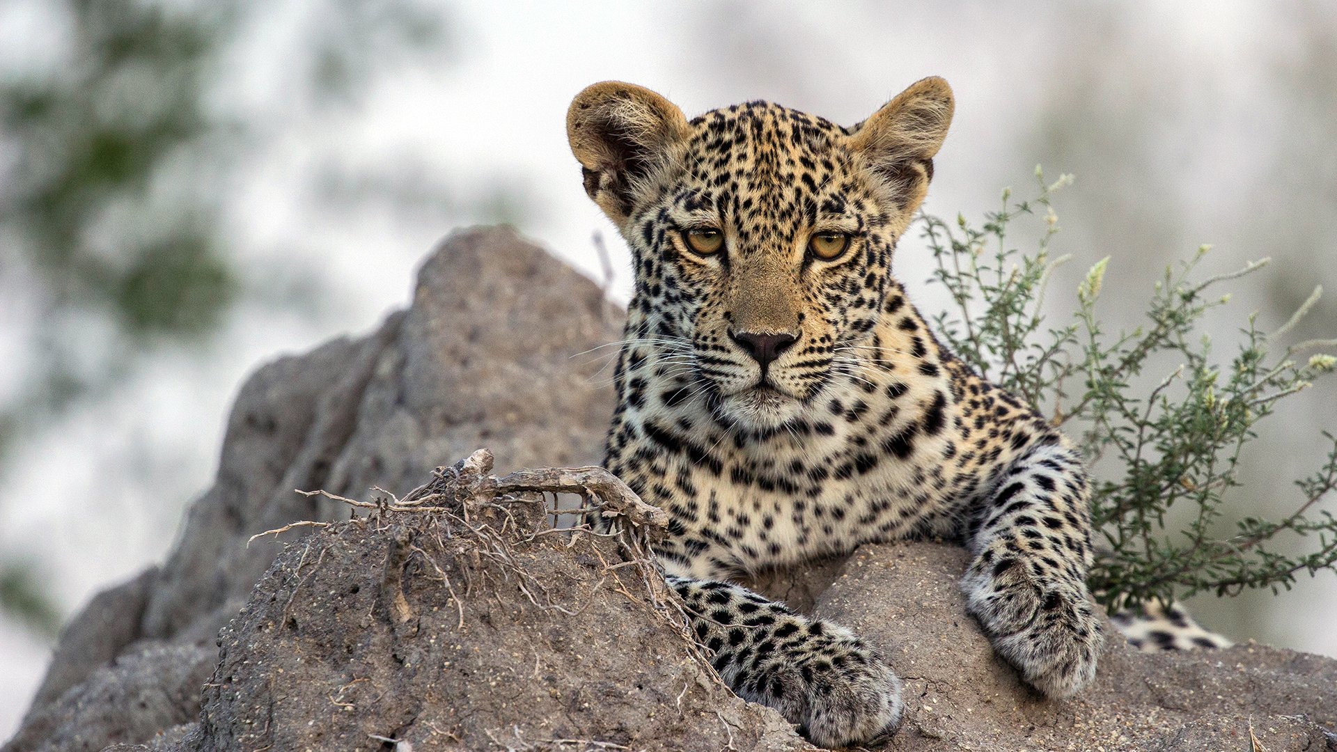 Leopardernas Game of Thrones