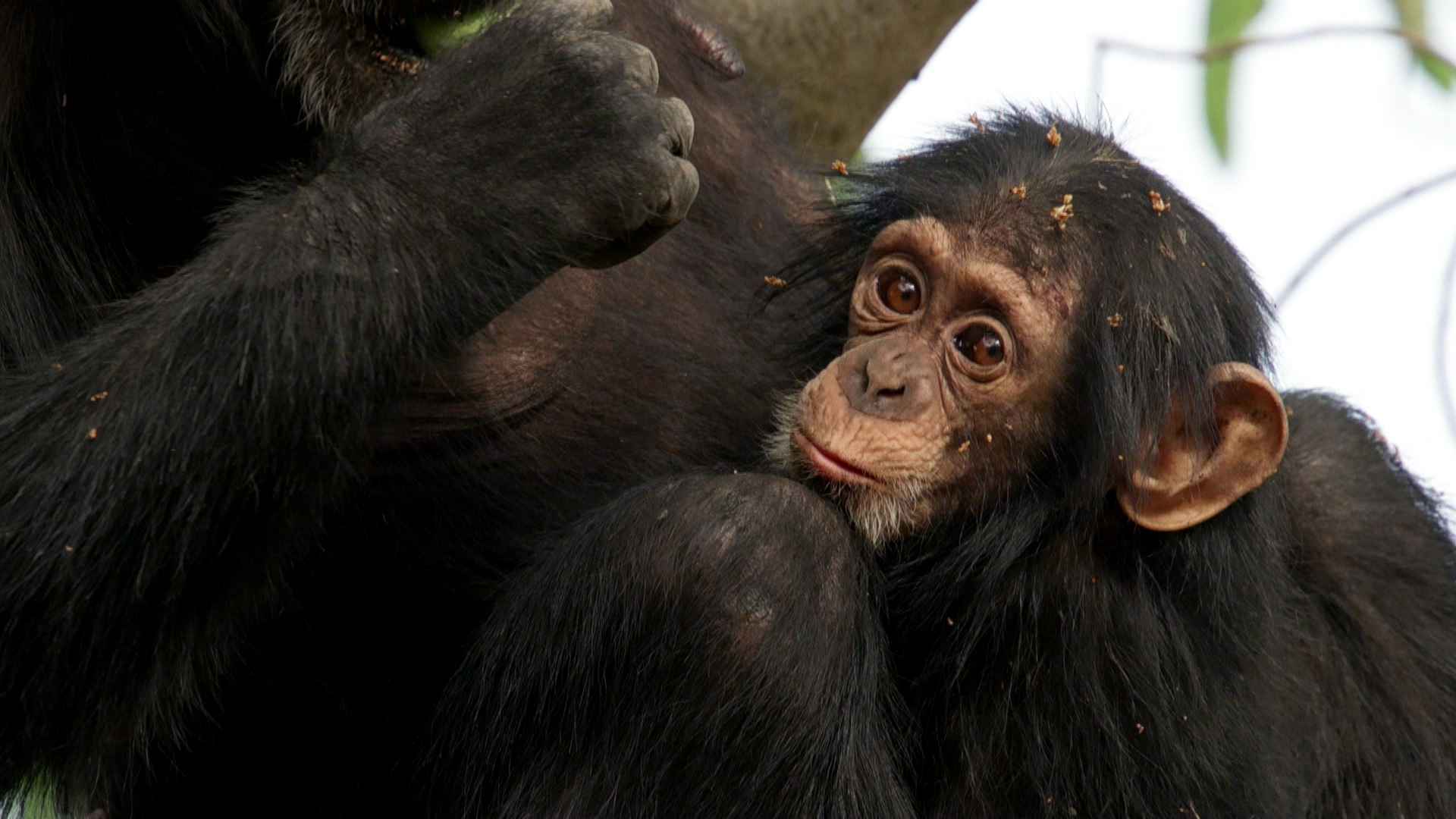 5. Andy och chimpanserna