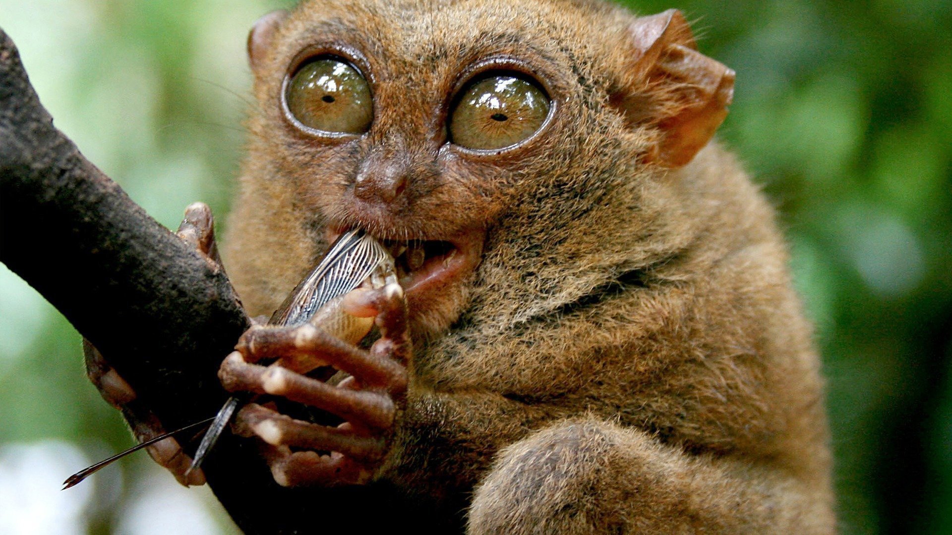 Världens märkligaste - Samlingsavsnitt