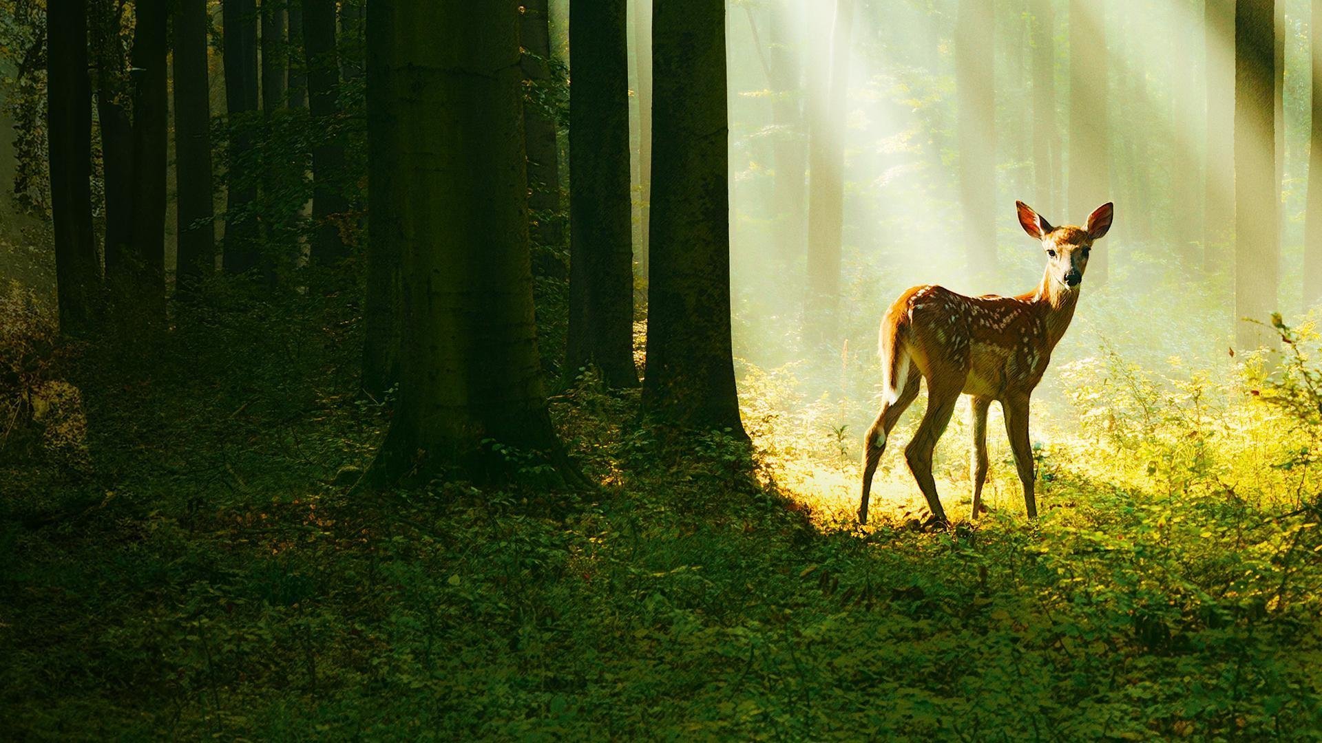 Bambi - En Saga om Livet i Skogen