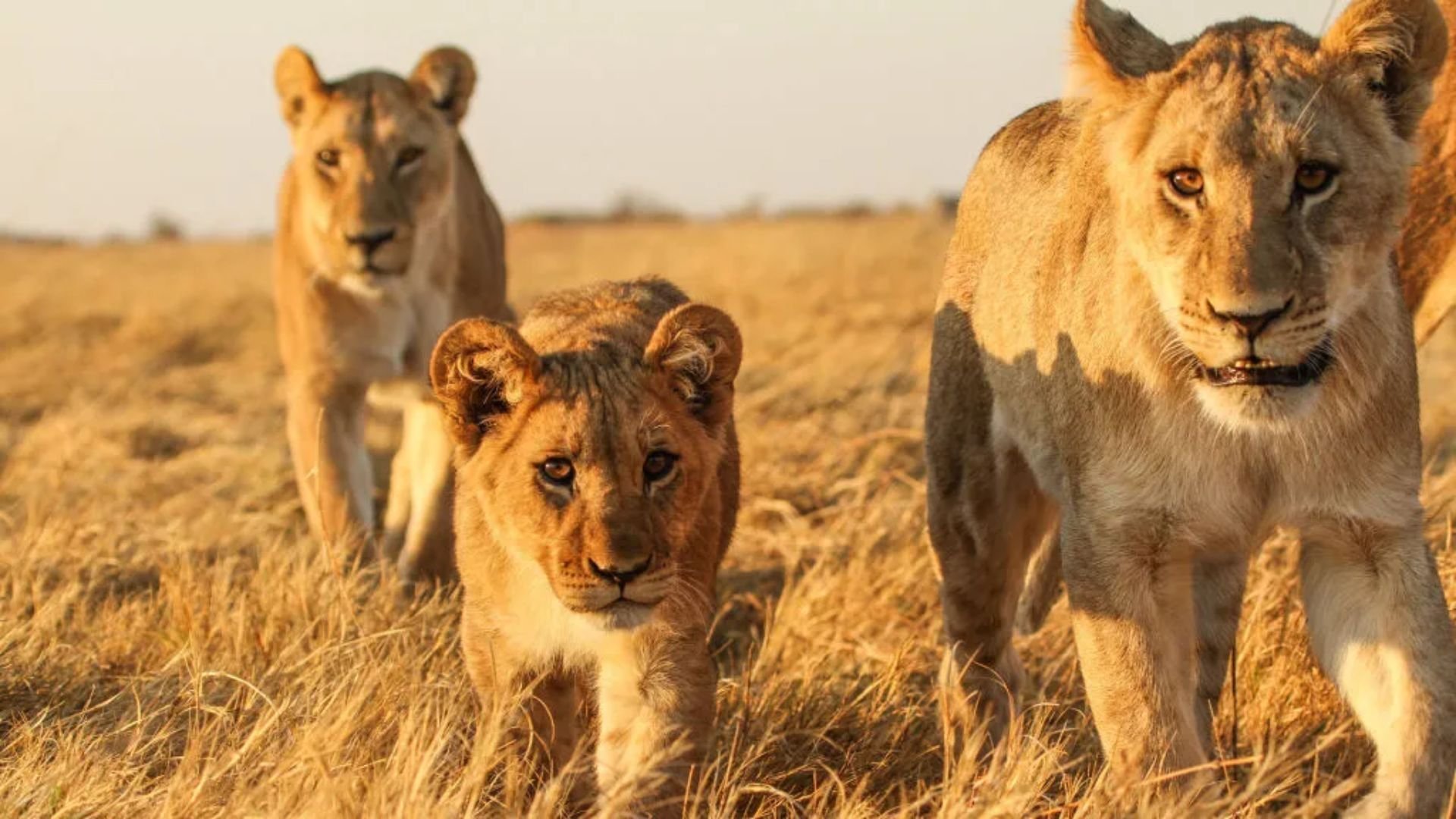 Seen on Safari