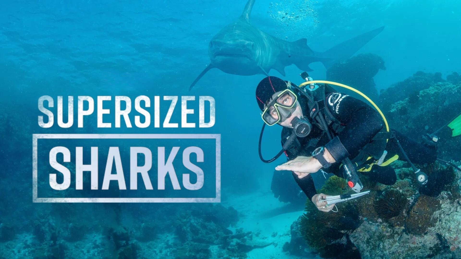 Supersized Sharks