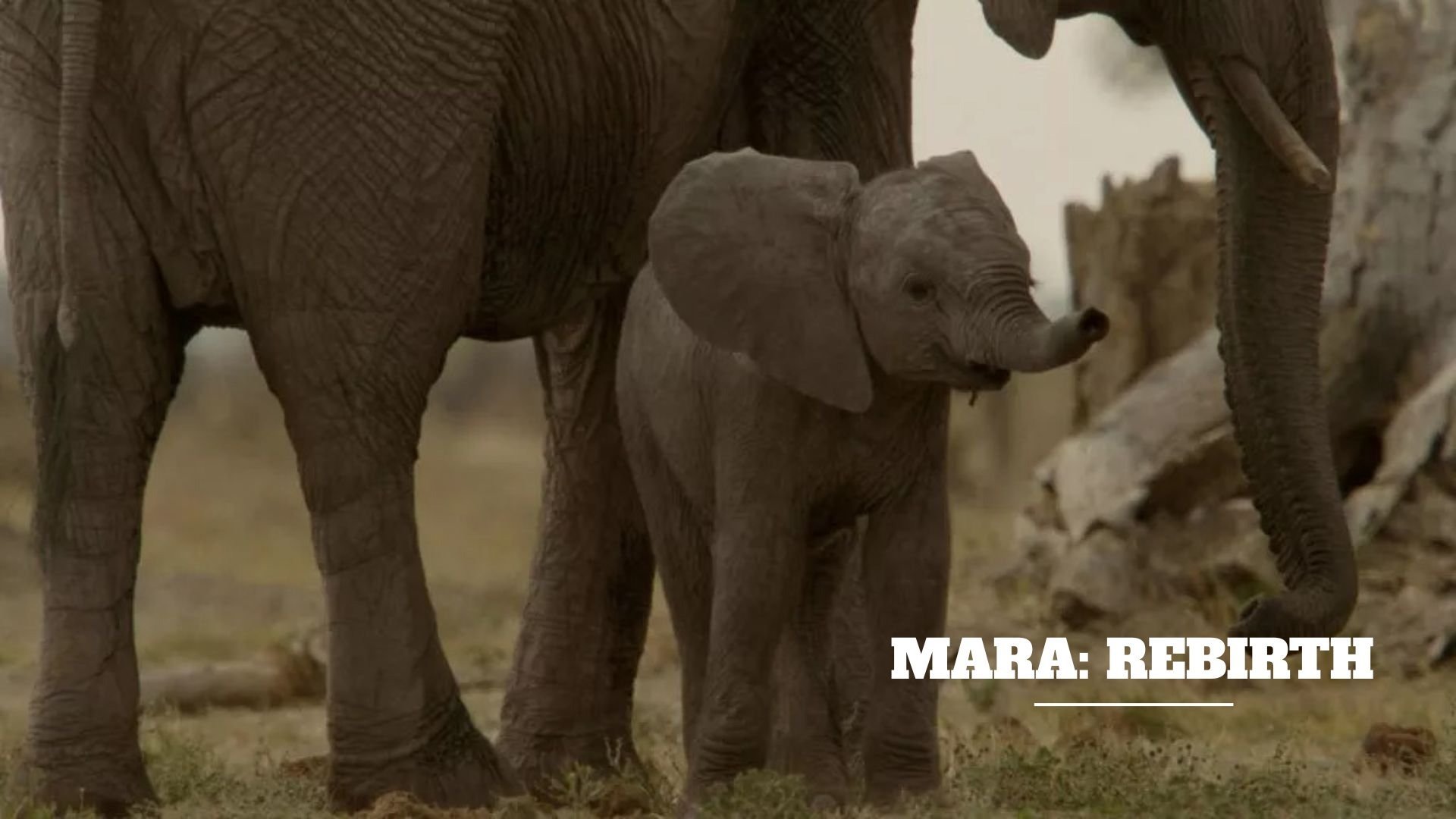Mara: Rebirth