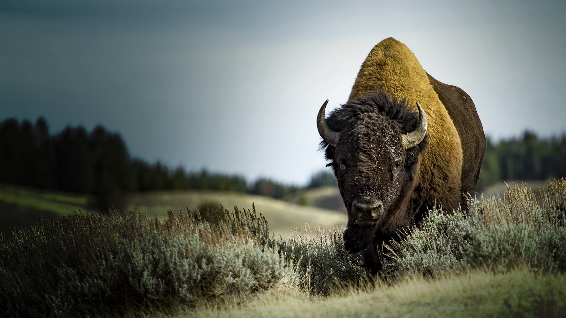 America's Greatest Animals