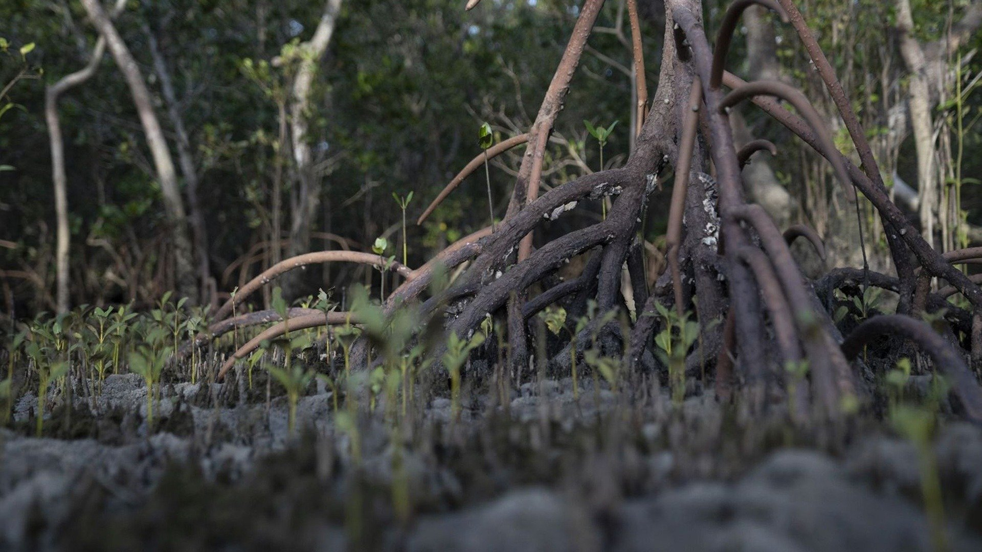 5. Mud and Mangroves